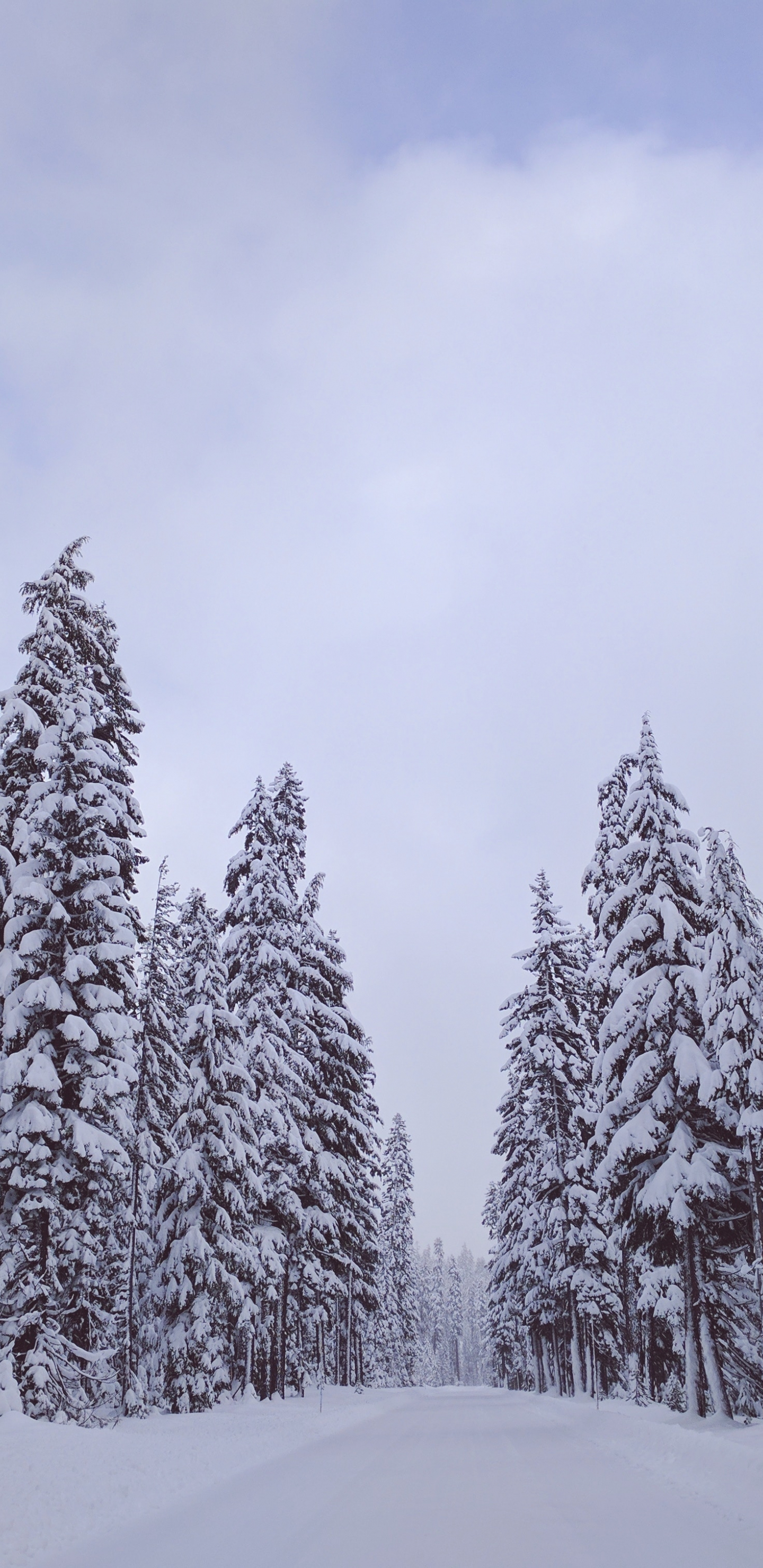 Download 1440x2960 wallpaper winter day, trees, snow, nature, samsung galaxy s8, samsung galaxy s8 plus, 1440x2960 HD image, background, 661