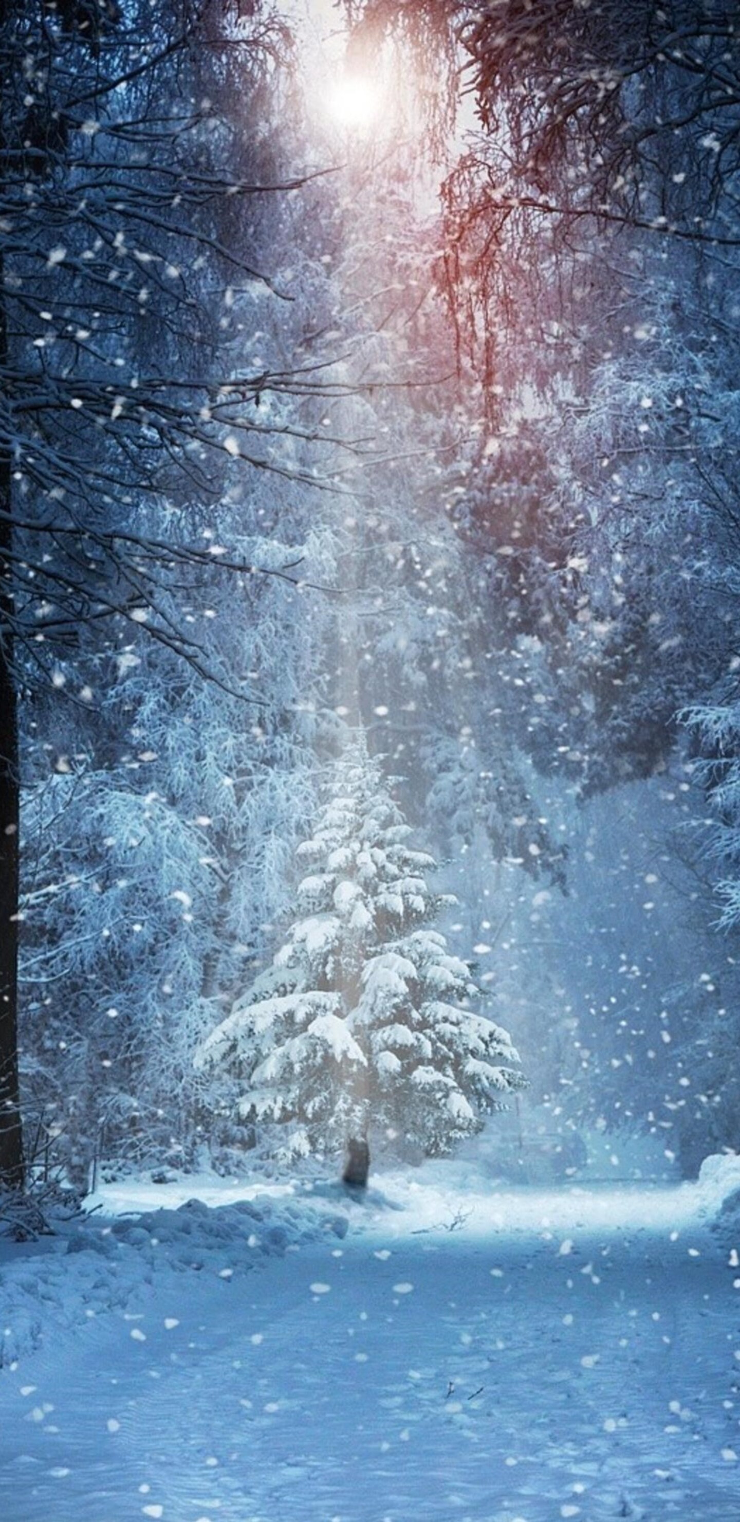 Forest Winter Snow Samsung Galaxy Note 9, 8, S9, S8, SQHD HD 4k Wallpaper, Image, Background, Photo and Picture