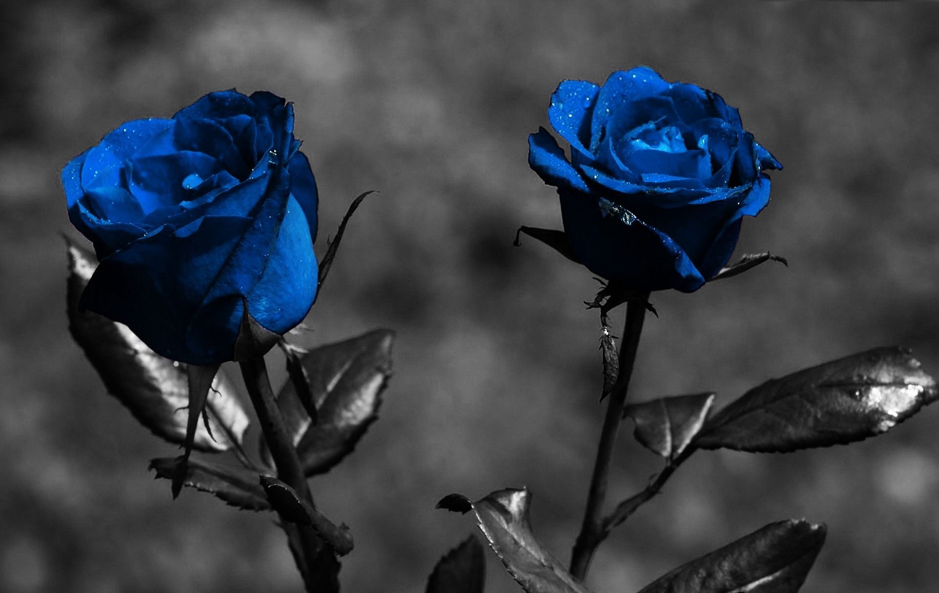 Blue Crystal Rose Wallpapers - Wallpaper Cave