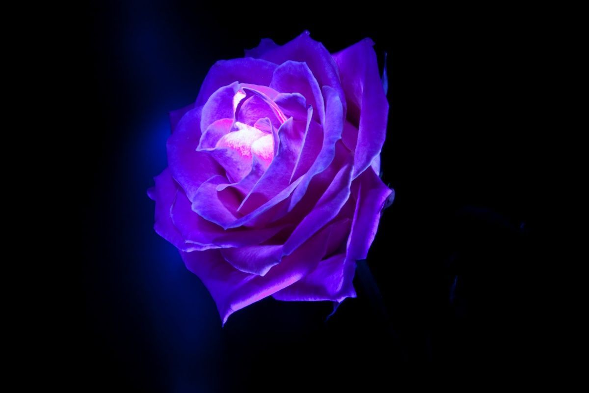 Blue Crystal Rose Wallpapers - Wallpaper Cave