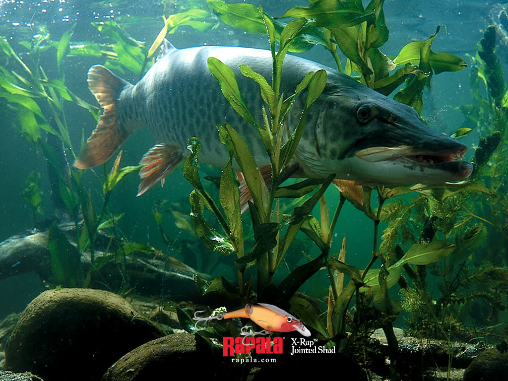 Musky Desktop Wallpaper