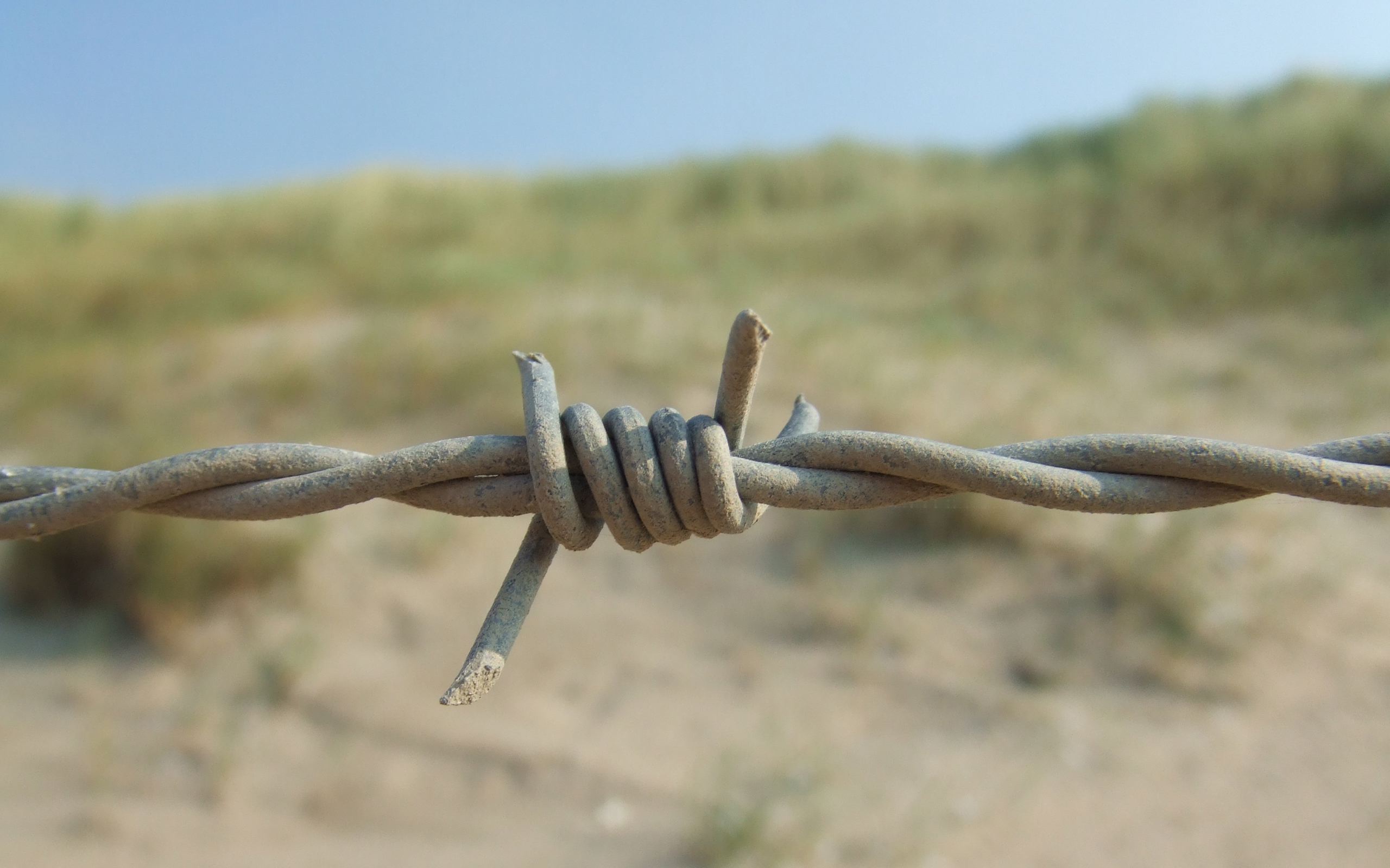 Barbed wire wallpaper. Barbed wire