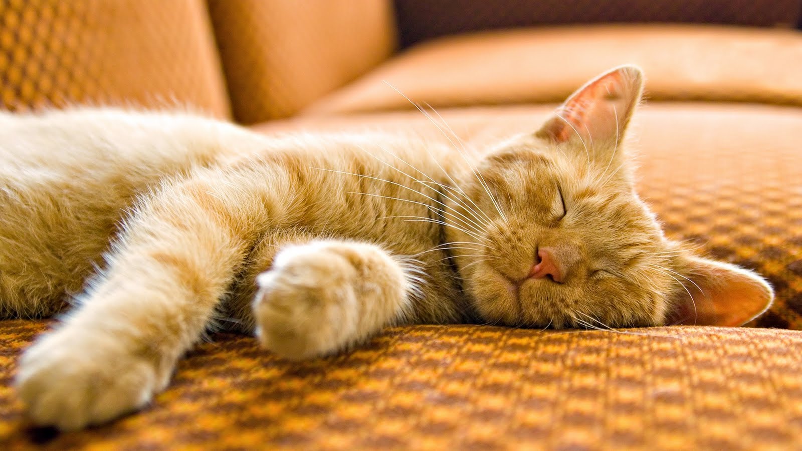 Free download Yellow Cat Sleeping On Couch HD Wallpaper Epic Desktop Background [1600x900] for your Desktop, Mobile & Tablet. Explore Epic Cat Wallpaper. Epic Anime Wallpaper, Epic HD Wallpaper