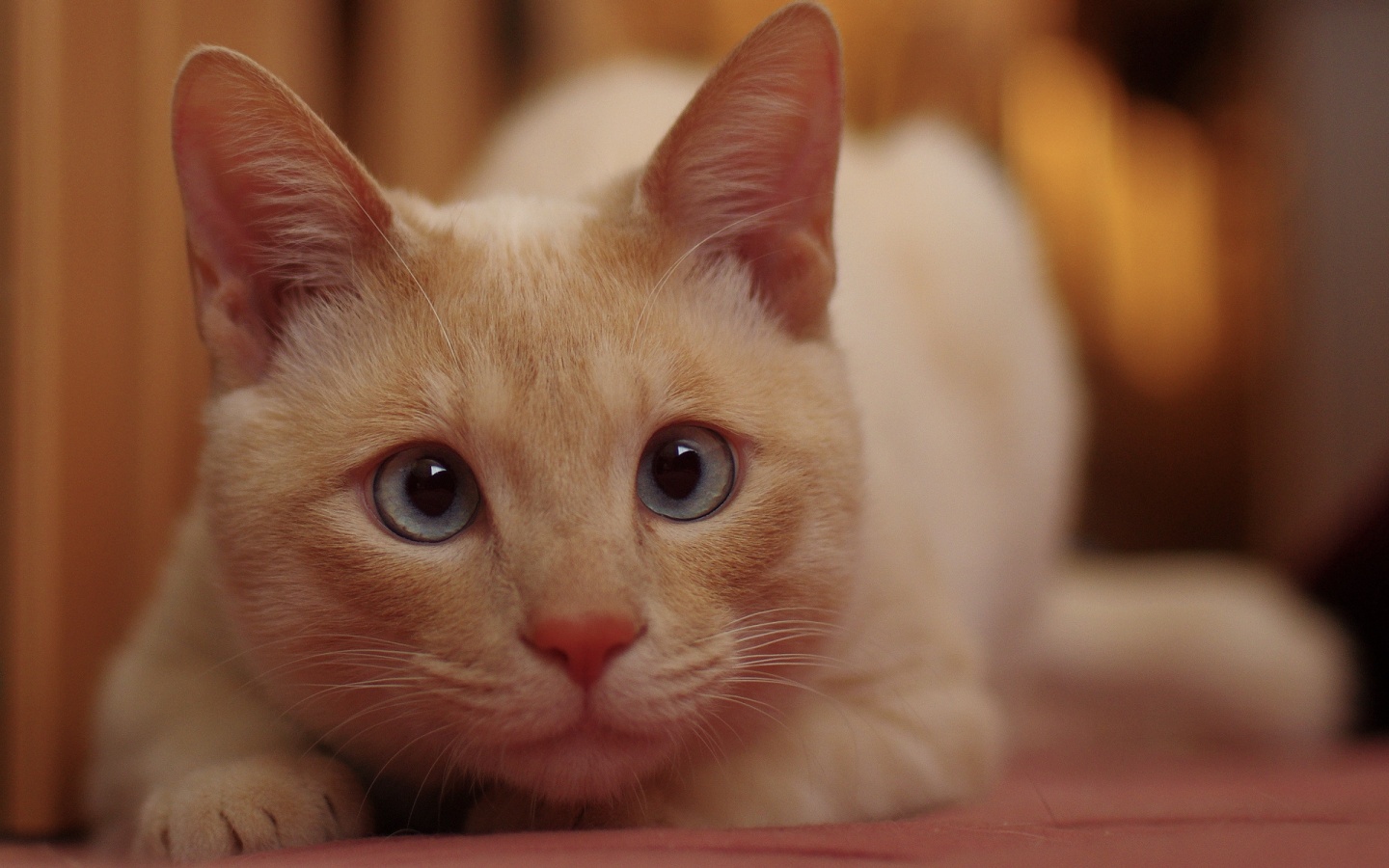 Havana Yellow Cat Wallpaper