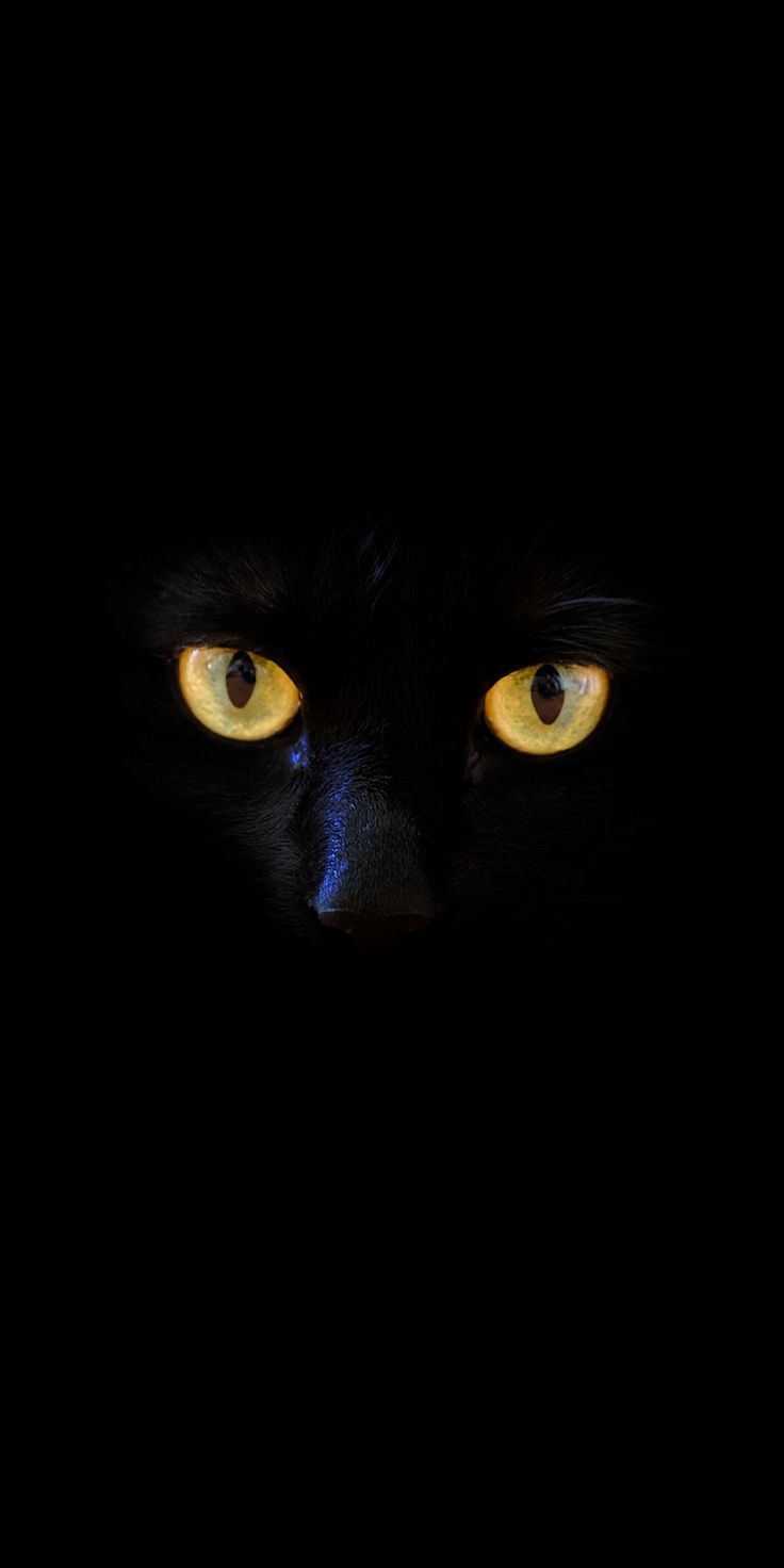 Black cat, yellow eyes, portrait, 1080x2160 wallpaper. Black cat anime, Black cat picture, Black jaguar animal
