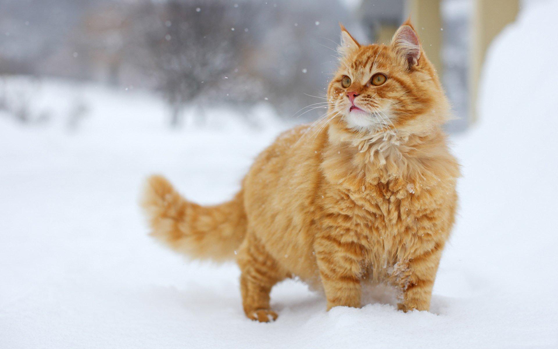 Snowy Yellow Cat Wallpaper