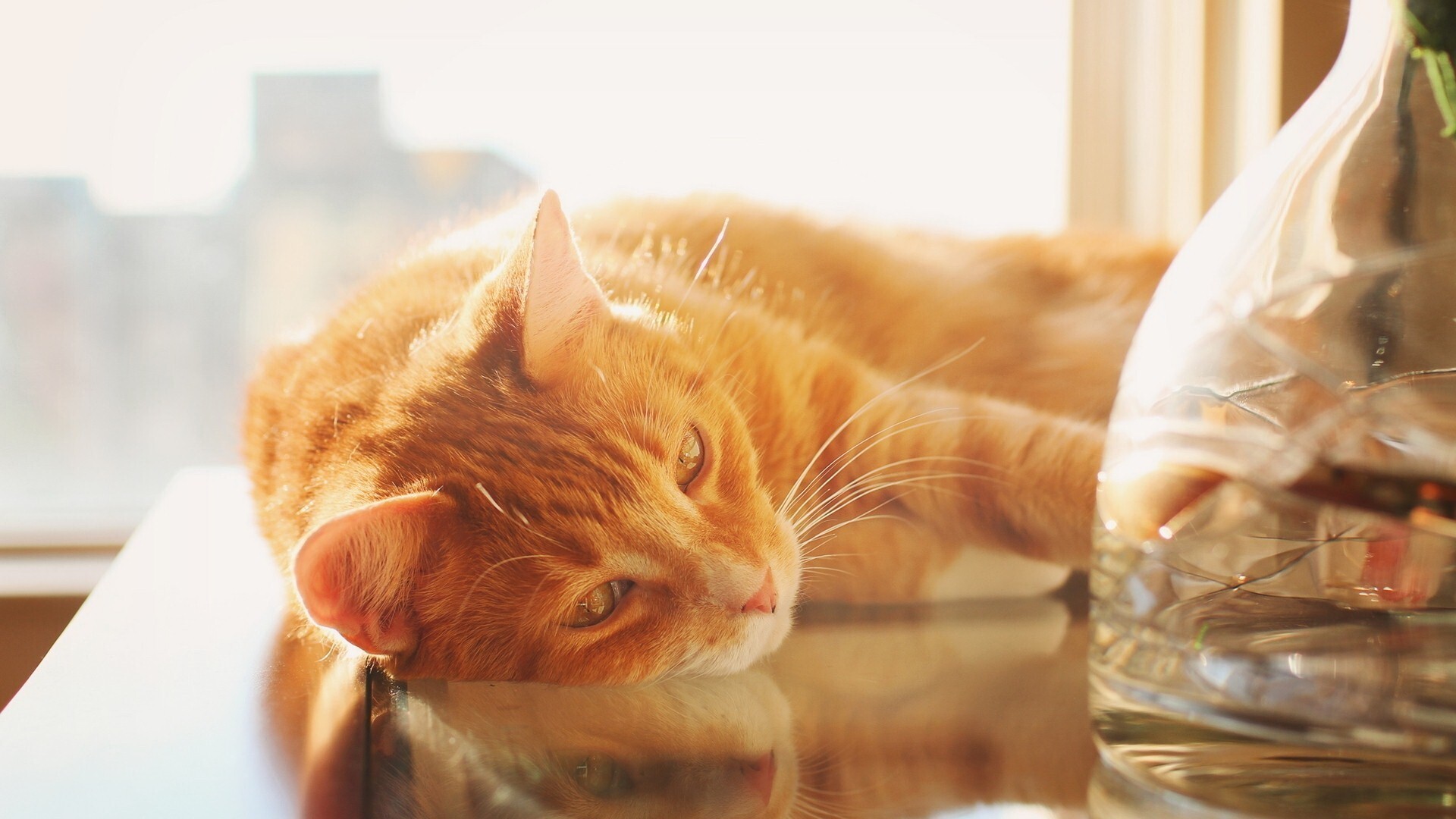 Yellow Cat Sleeping on Table