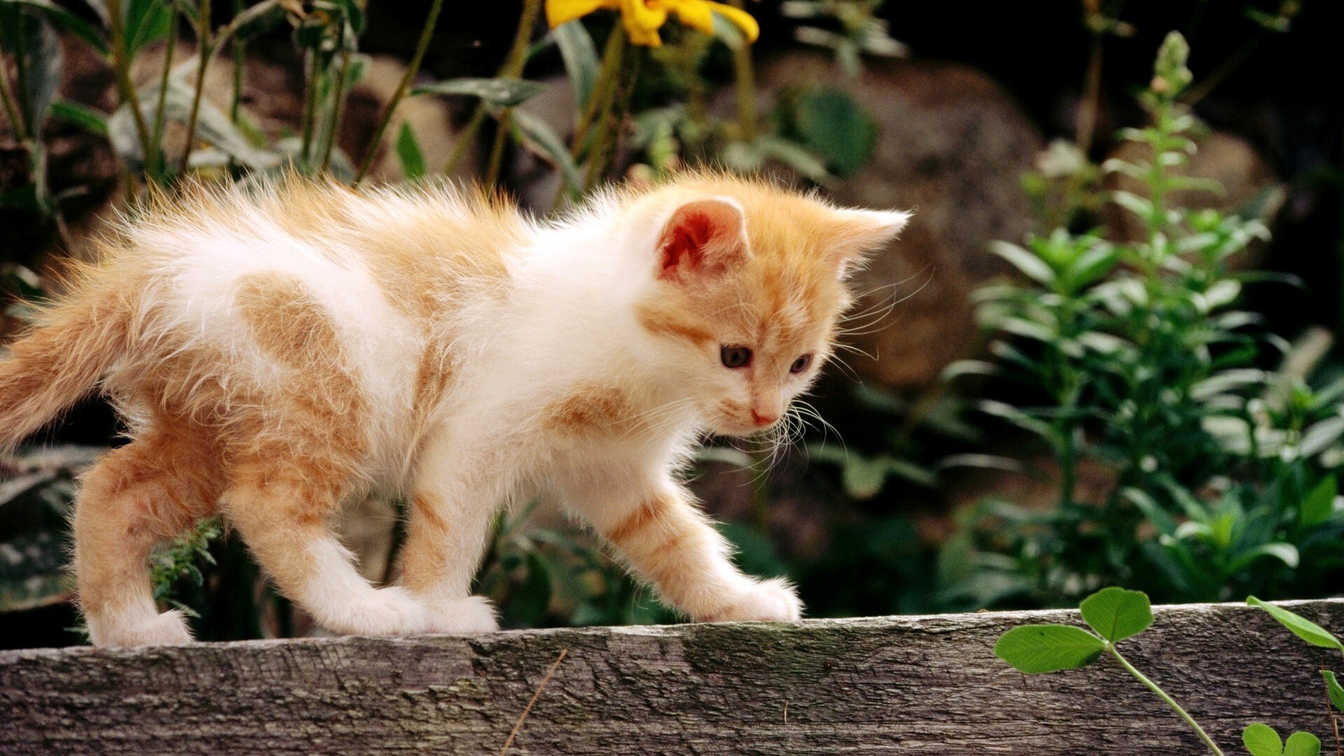 White and Yellow Cat HD Wallpaper