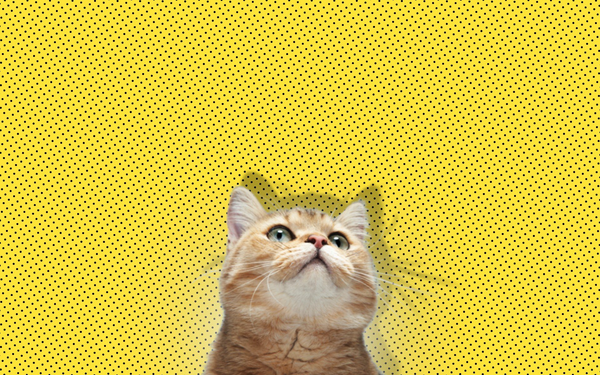 Wallpaper, 1920x1200 px, cat, minimalism, yellow 1920x1200