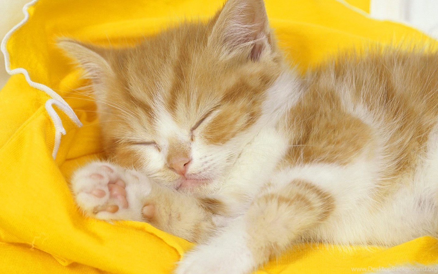 Wallpaper Yellow, Cat, Kitten, Sleeping Kitten. Desktop Background