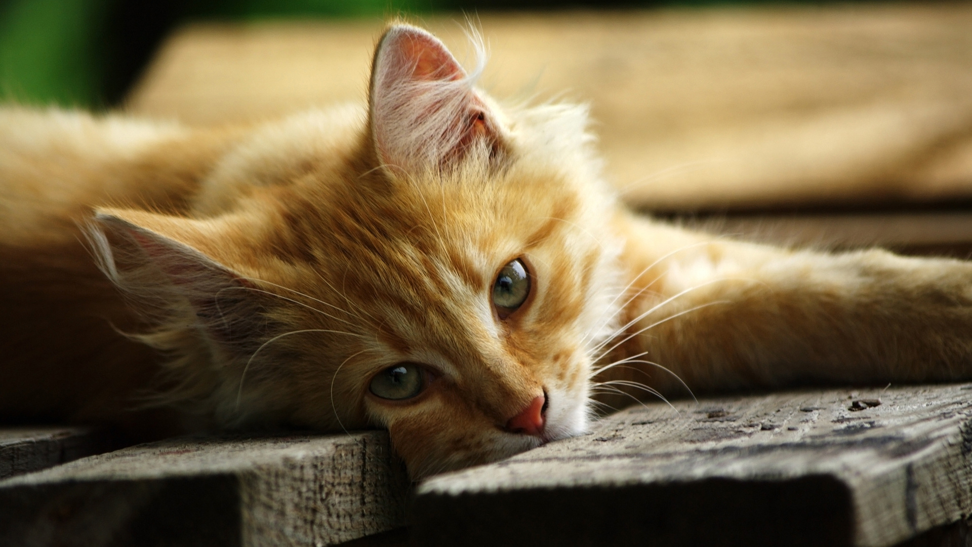 Yellow Cat Is Lying On Wood HD Cat Wallpaper