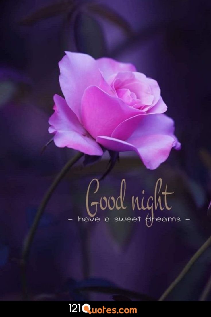 Beautiful Good Night Image [Best Collection ]