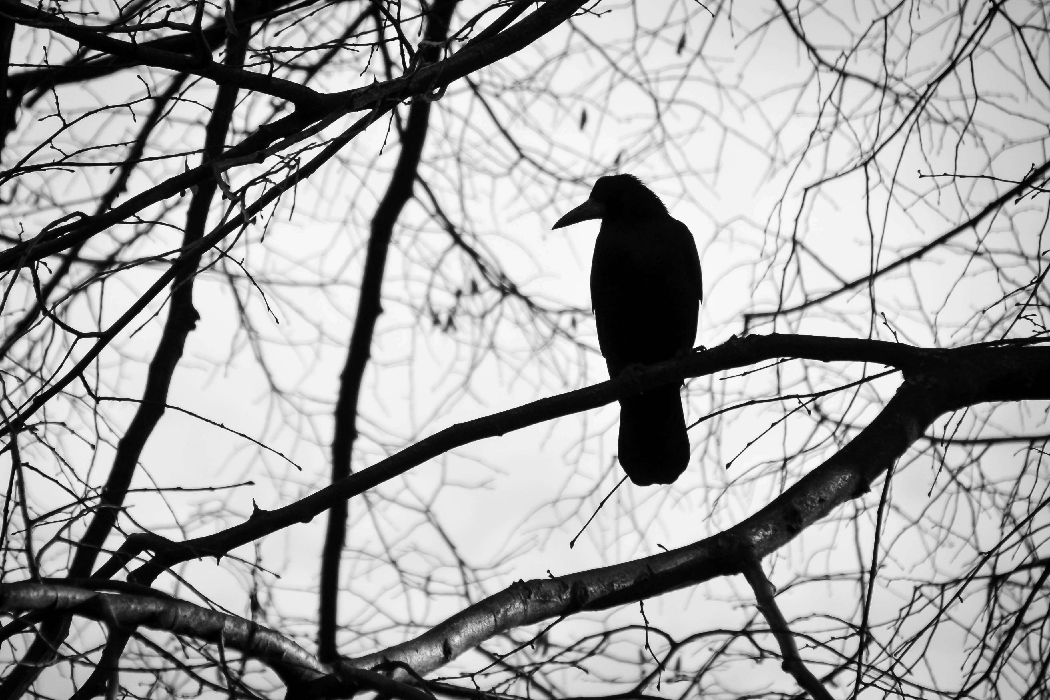 a lone, animal, beak, bird, black, black and white, branch, crow, depression, fly, himself, nature, raven, sad, sadness, tree wallpaper