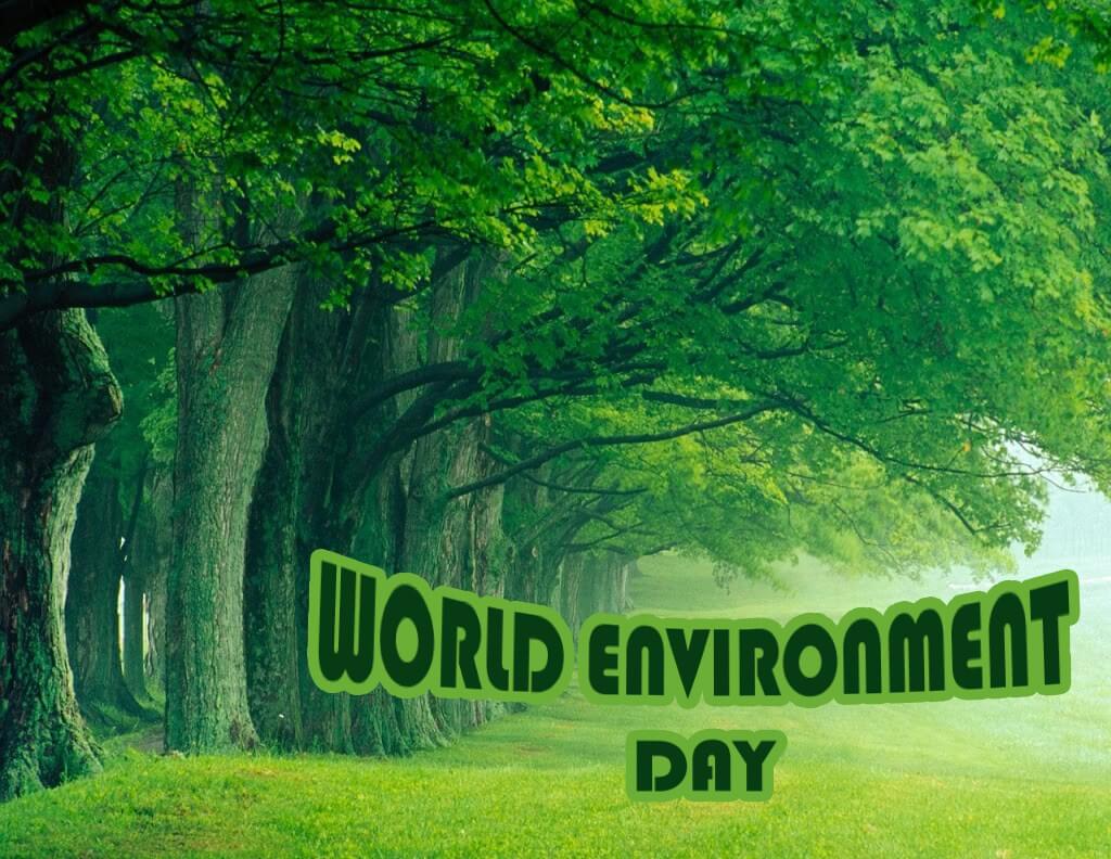 Environment Day Save More Trees Forest Wallpaper
