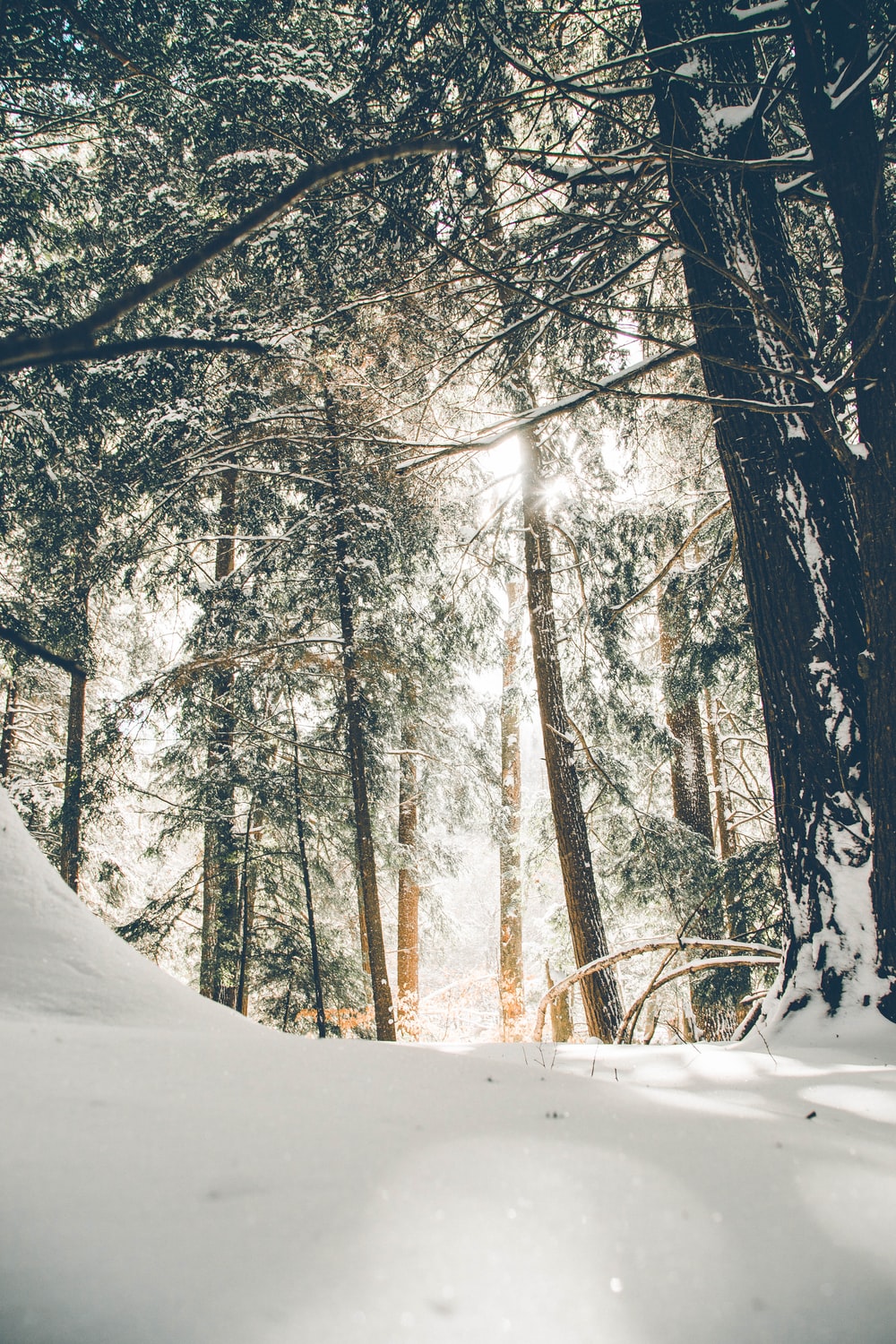 trees covered with snow during daytime photo