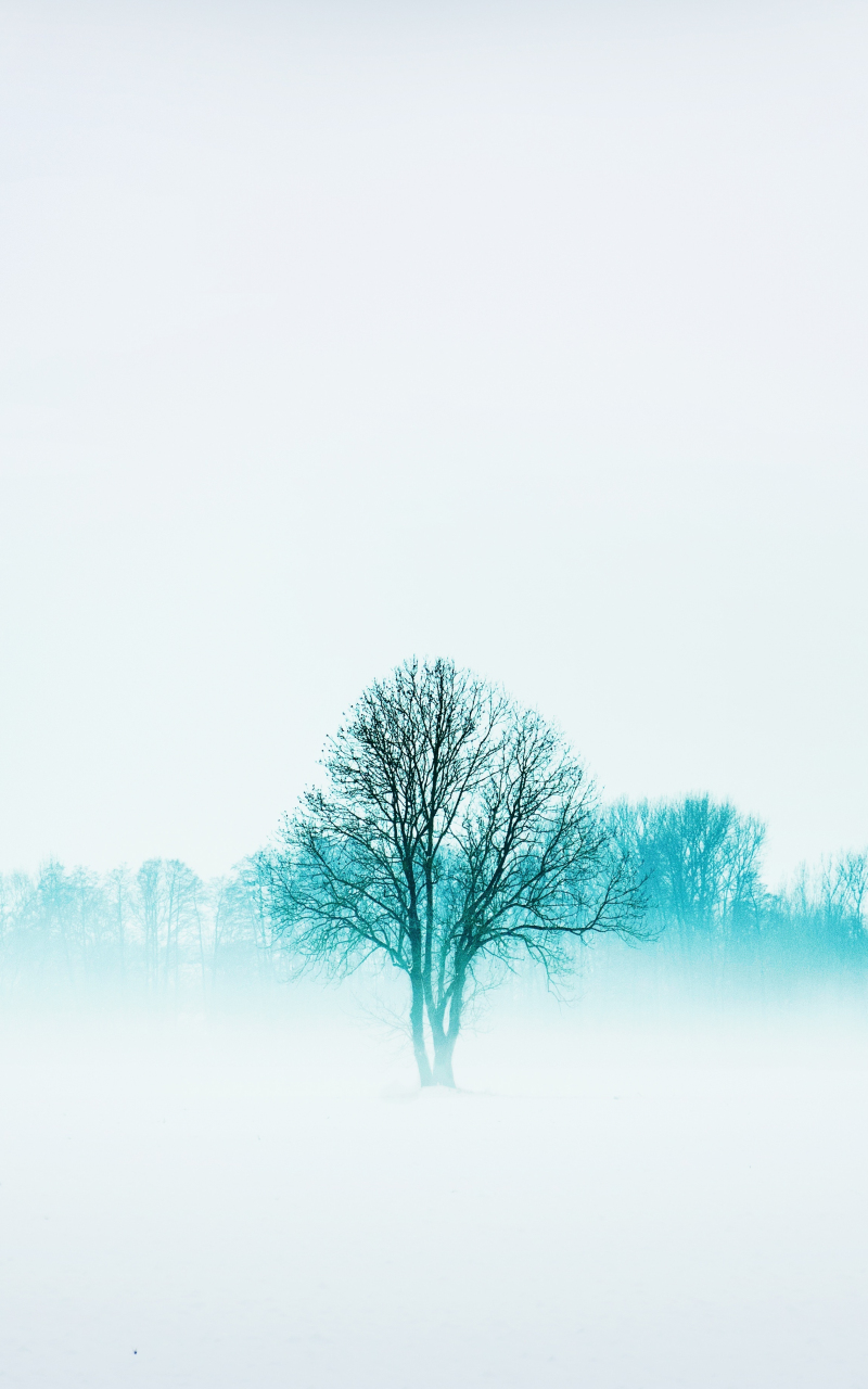 Download 800x1280 Wallpaper Winter, Nature, Trees, Fog, Minimal, Samsung Galaxy Note Gt N7000, Meizu Mx 2, 800x1280 HD Image Background