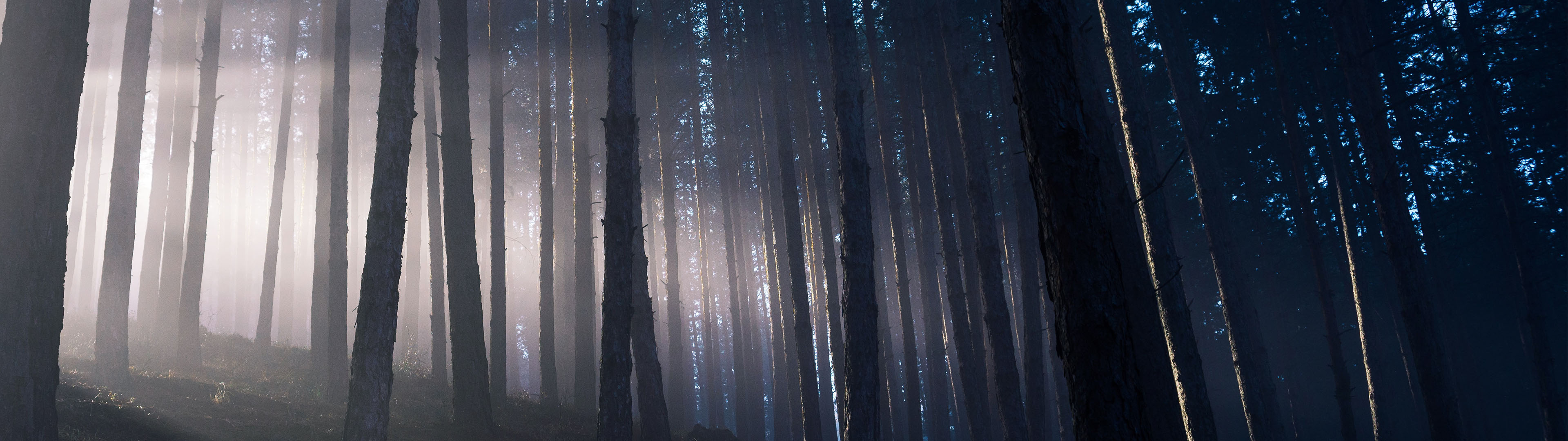 Into the Woods