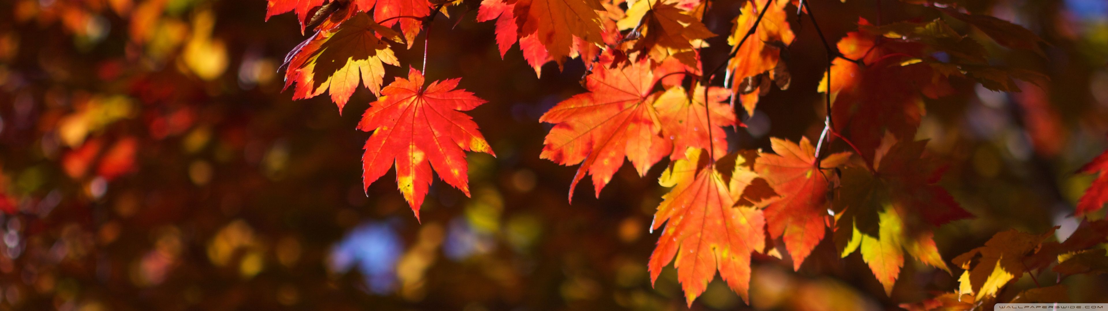 Autumn Wallpaper Free 3840 X 1080 Autumn Background