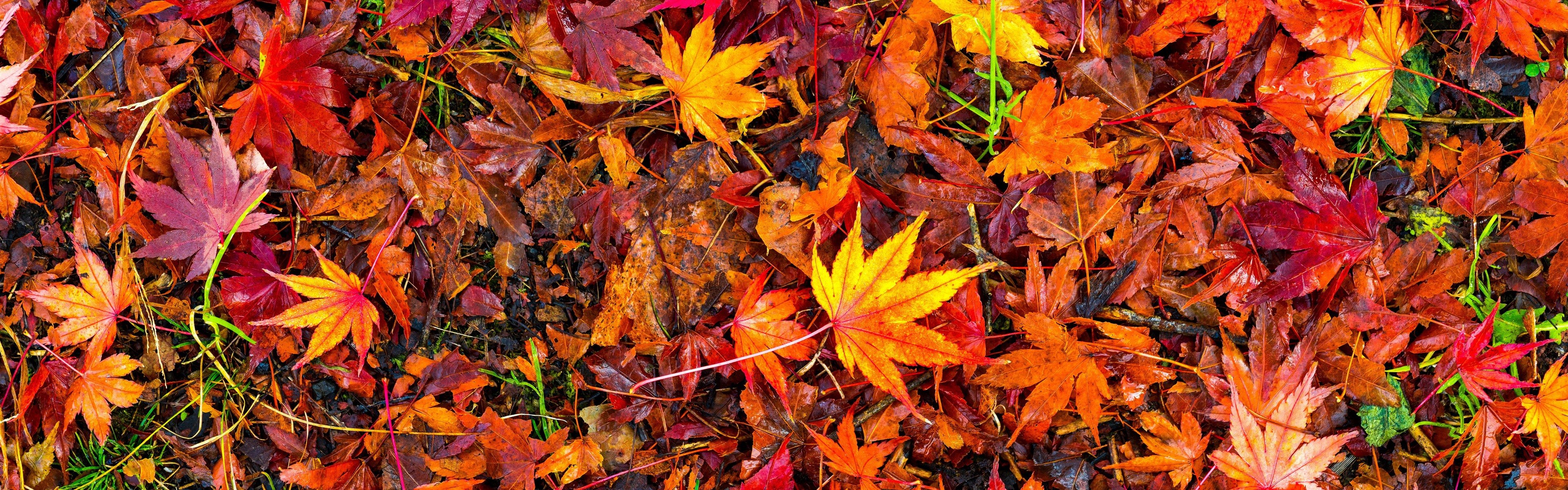Wallpaper Many red maple leaves, ground, autumn 5120x2880 UHD 5K Picture, Image