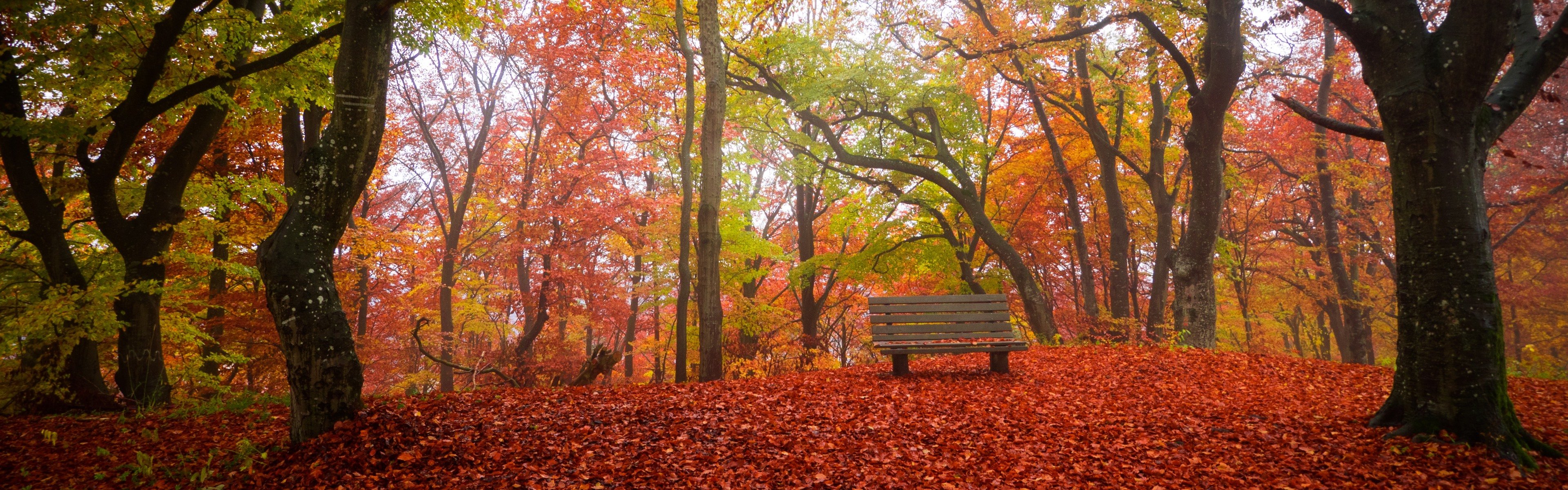Wallpaper Autumn, trees, red leaves ground, bench, park 3840x2160 UHD 4K Picture, Image