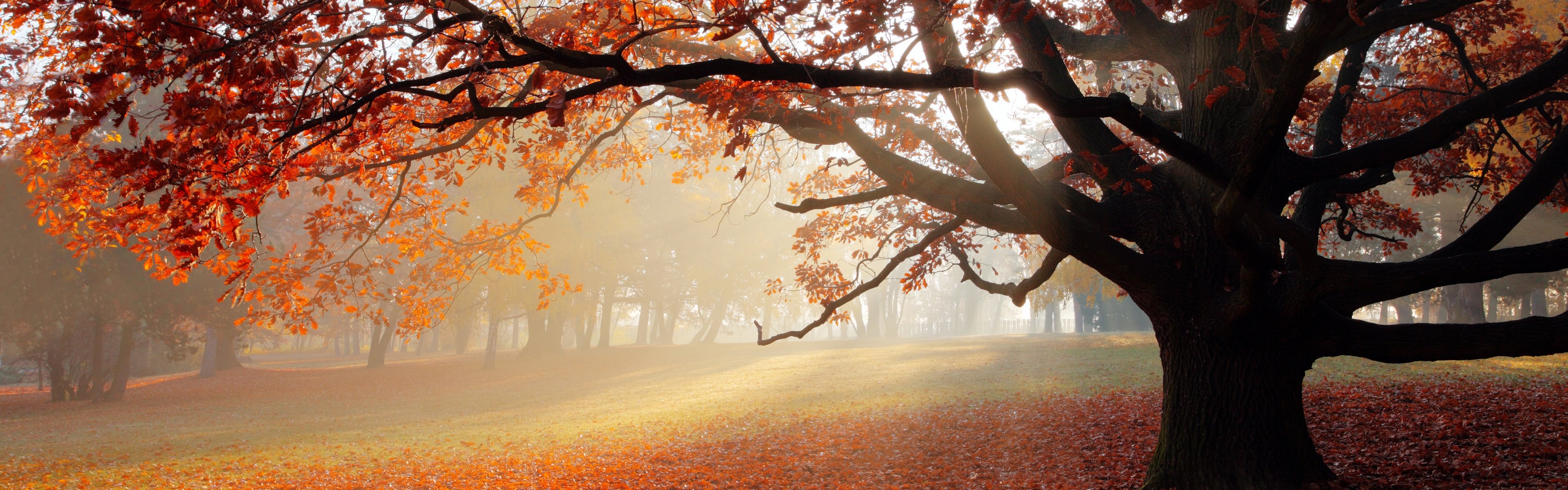 Wallpaper Park in autumn, tree, red leaves, morning, fog 3840x2160 UHD 4K Picture, Image
