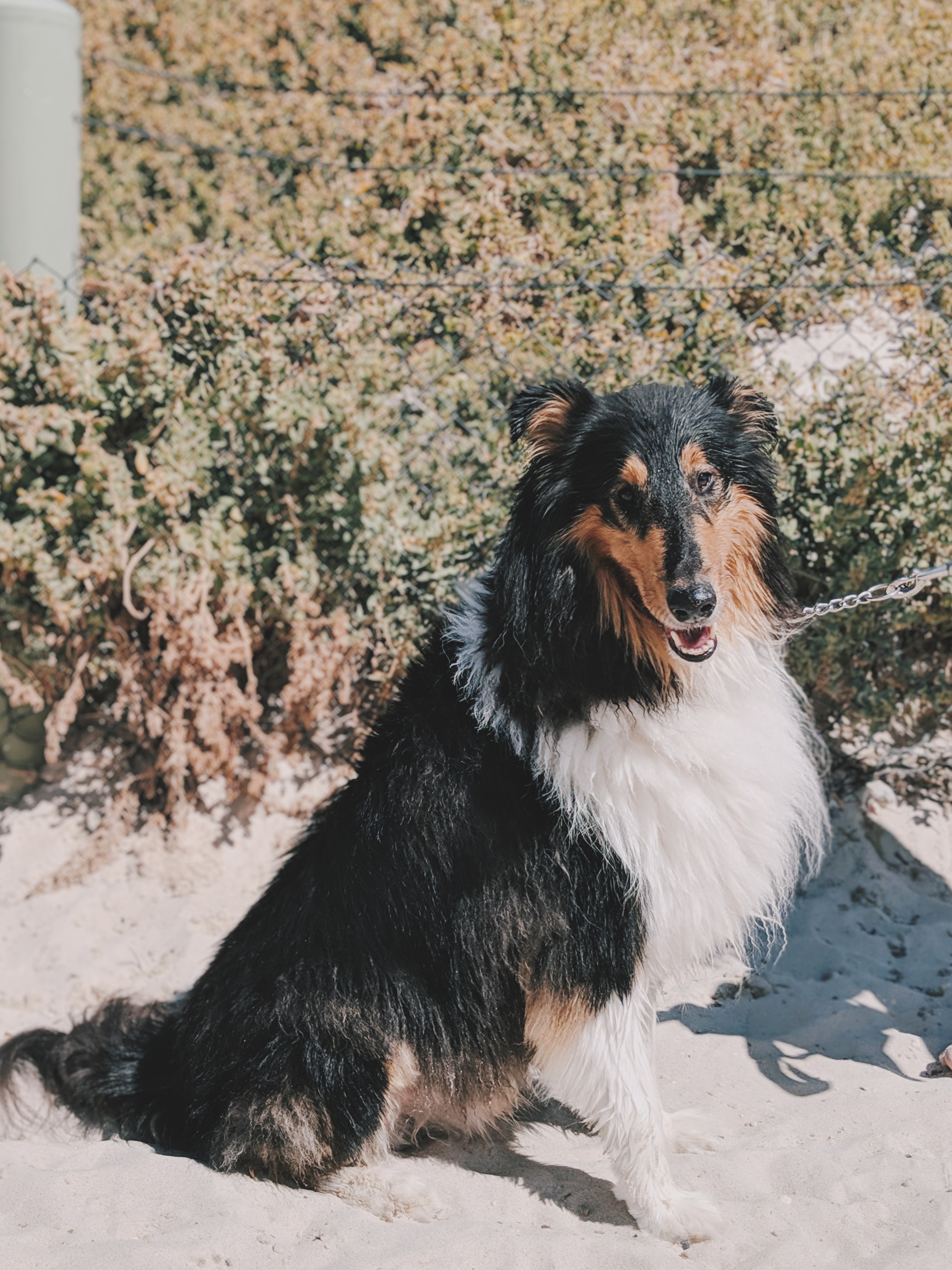 Adult White And Black Rough Collie · Free