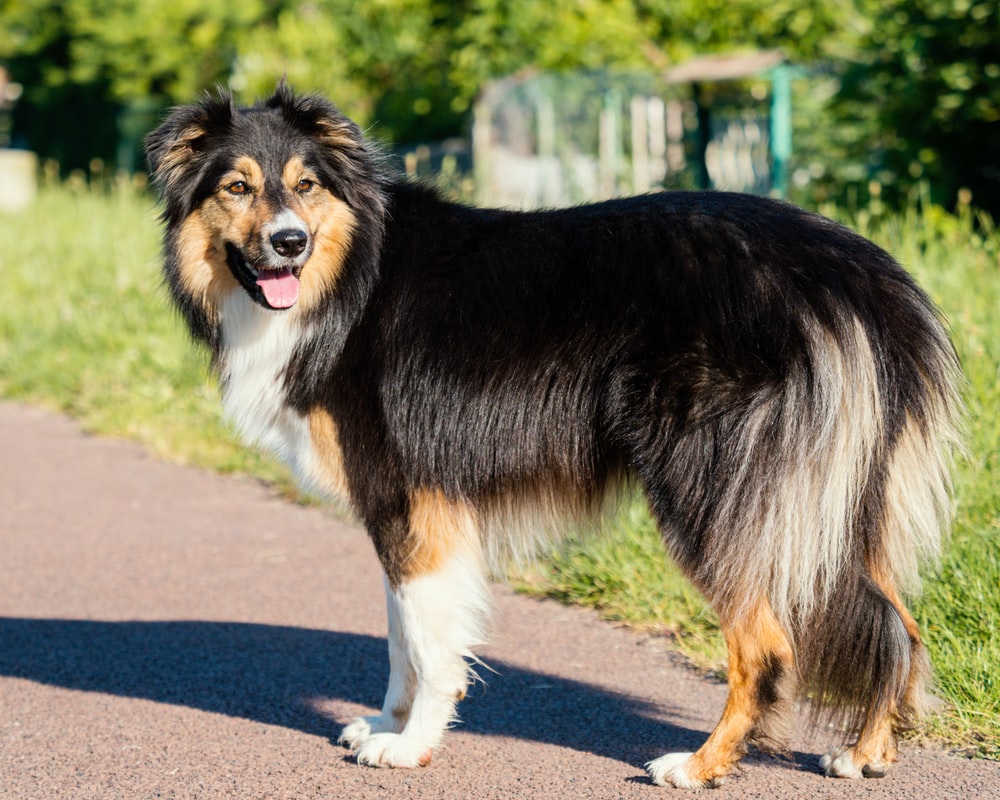 black white and brown rough collie photo