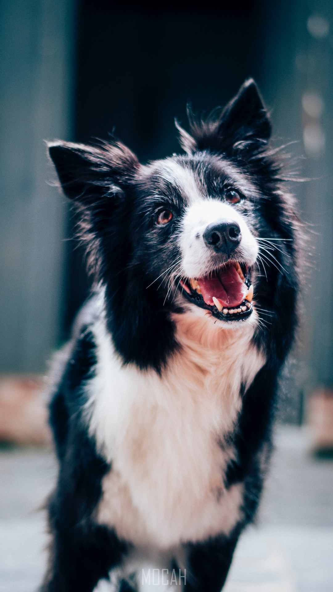 an alert black and white dog appears to smile widely, border collie, Sony Xperia Z3 wallpaper HD free download, 1080x1920 HD Wallpaper