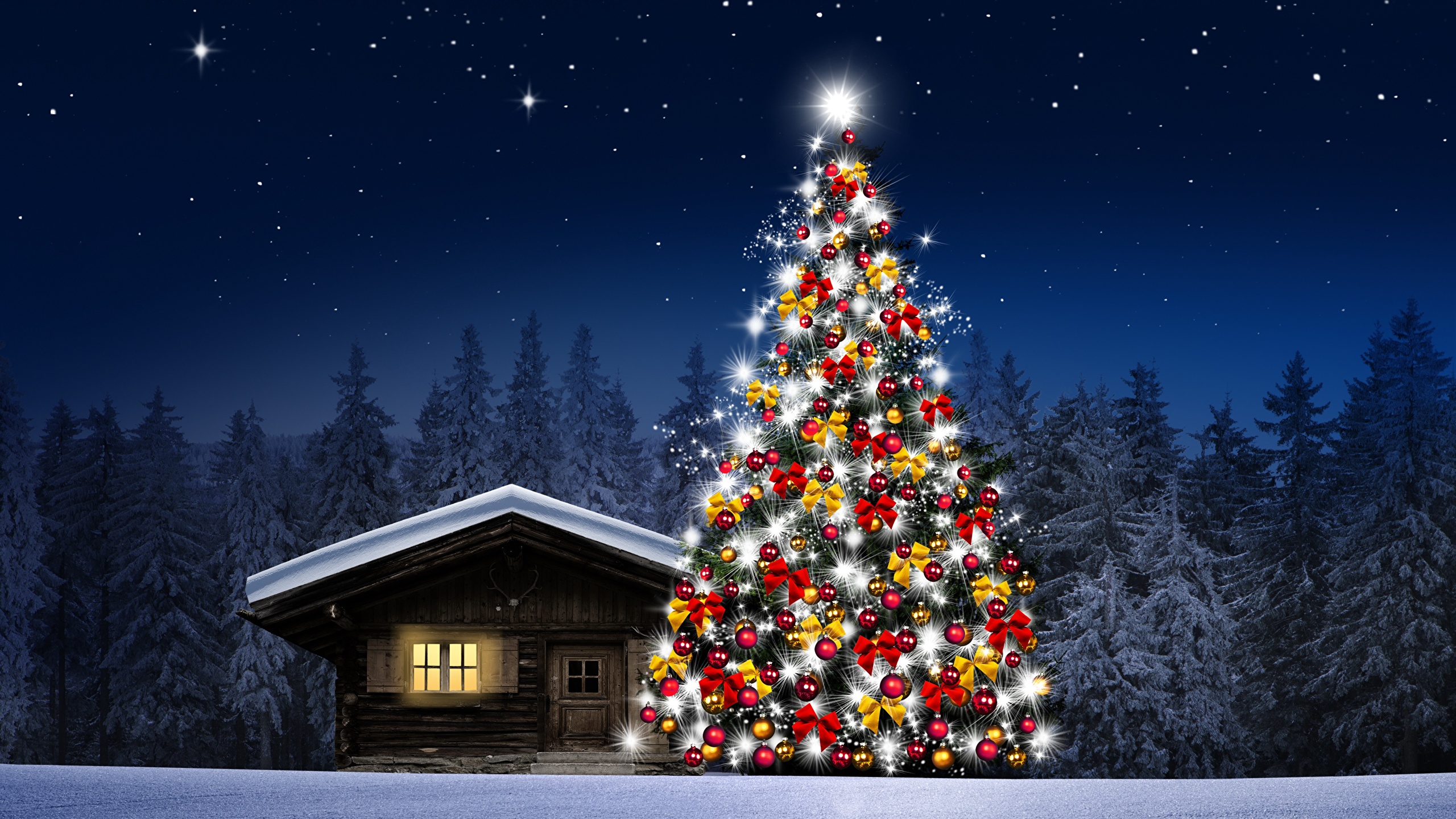 image Nature Christmas tree Snow Forests night time 2560x1440