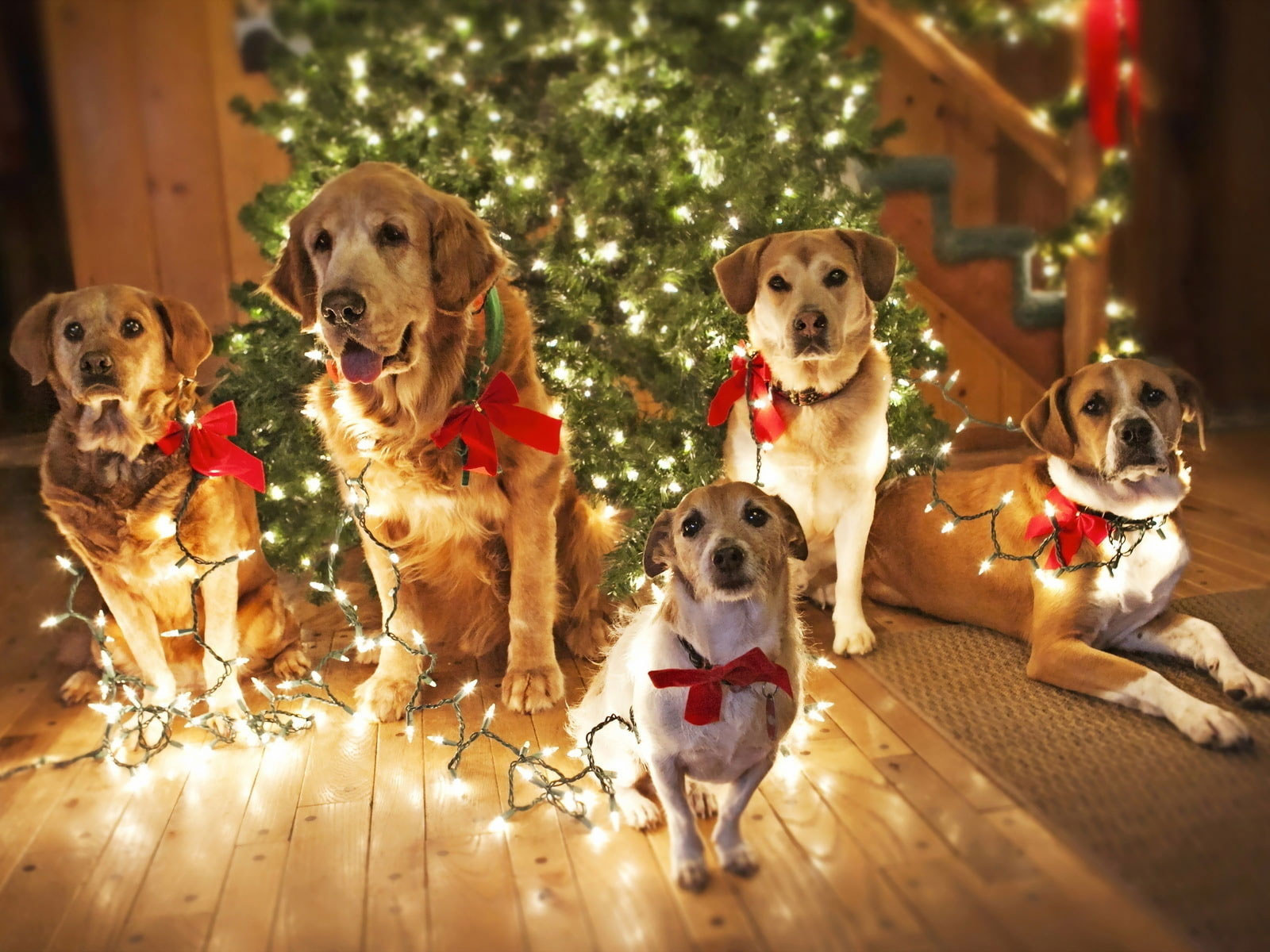 Dogs Waiting for Santa wallpaper, puppy, cute dogs, funny background, christmas lights • Wallpaper For You HD Wallpaper For Desktop & Mobile