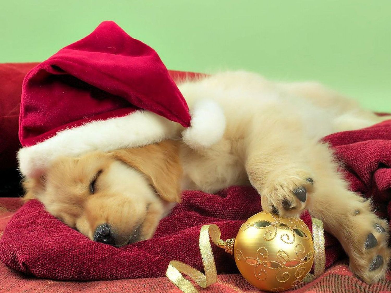 christmas. Christmas puppy, Dog christmas photo, Puppy christmas card