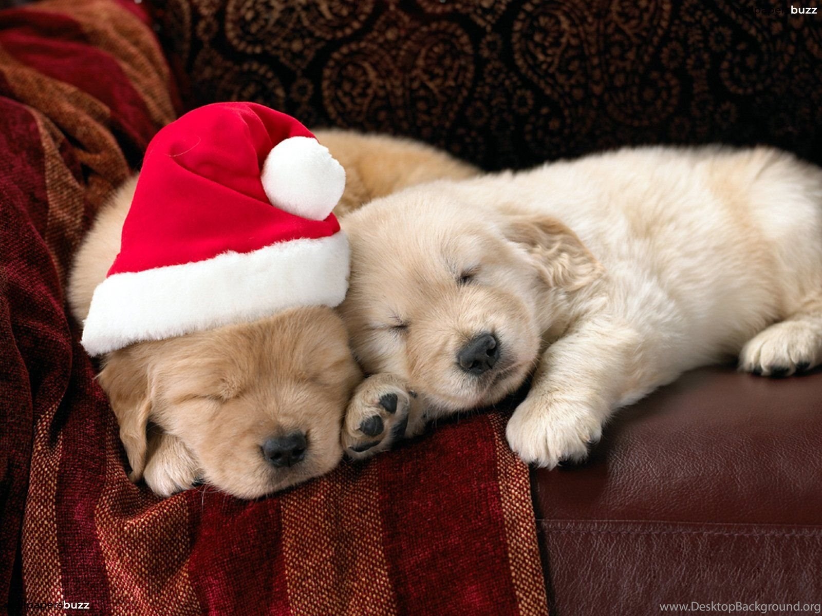 Download Christmas Puppy Wallpaper High Resolution Desktop Background