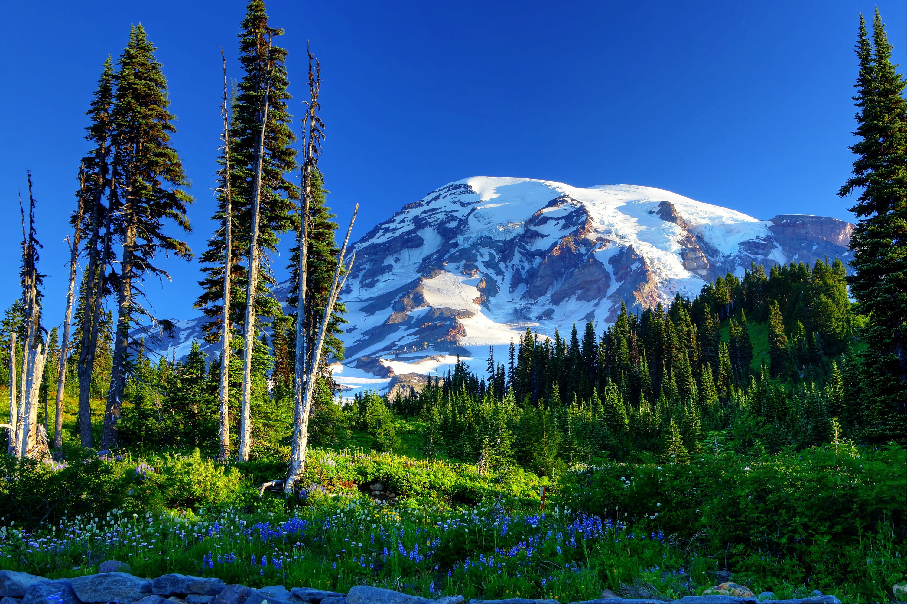 usa, Parks, Mountains, Scenery, Mount, Rainier, Trees, Fir, Grass, Nature Wallpaper HD / Desktop and Mobile Background