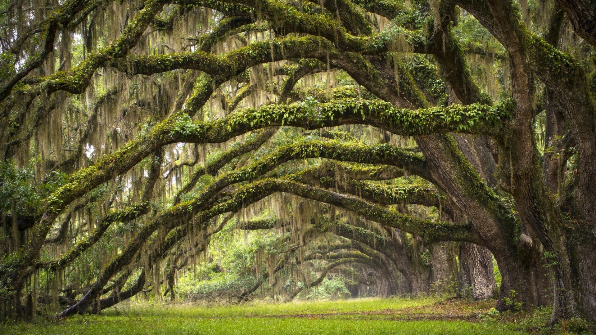 1920x1080 nature landscape trees branch leaves south carolina usa forest moss grass field wallpaper JPG 880 kB