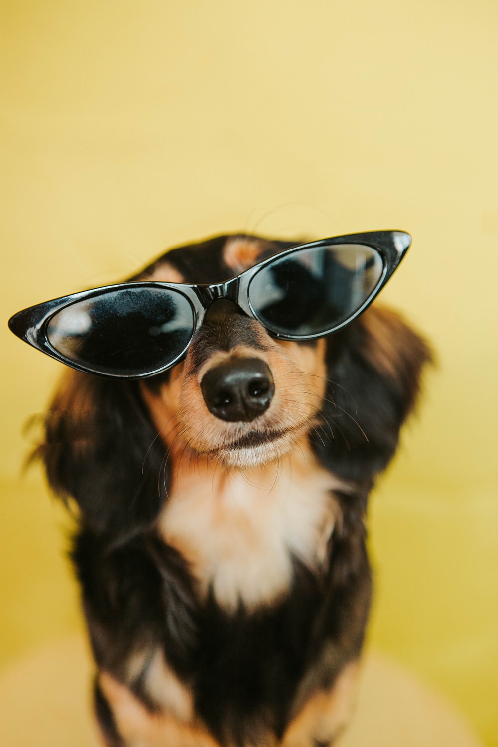 black white and brown long coated dog wearing black sunglasses photo