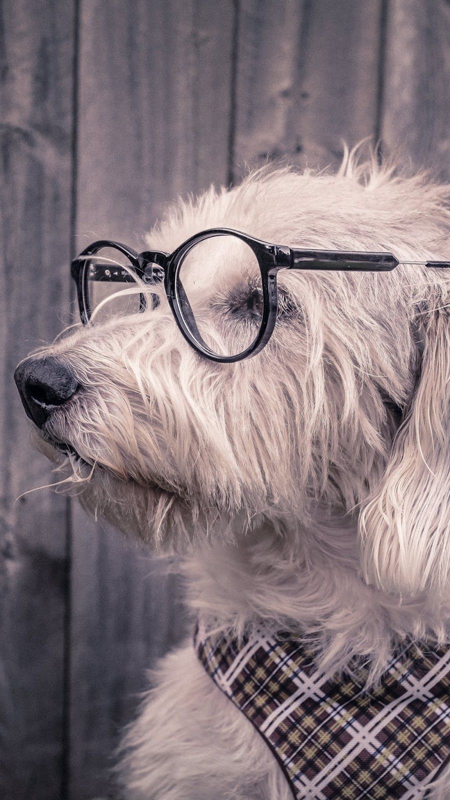 dog, glasses, scarf. Dog with glasses, Dog wallpaper, Cute dog wallpaper