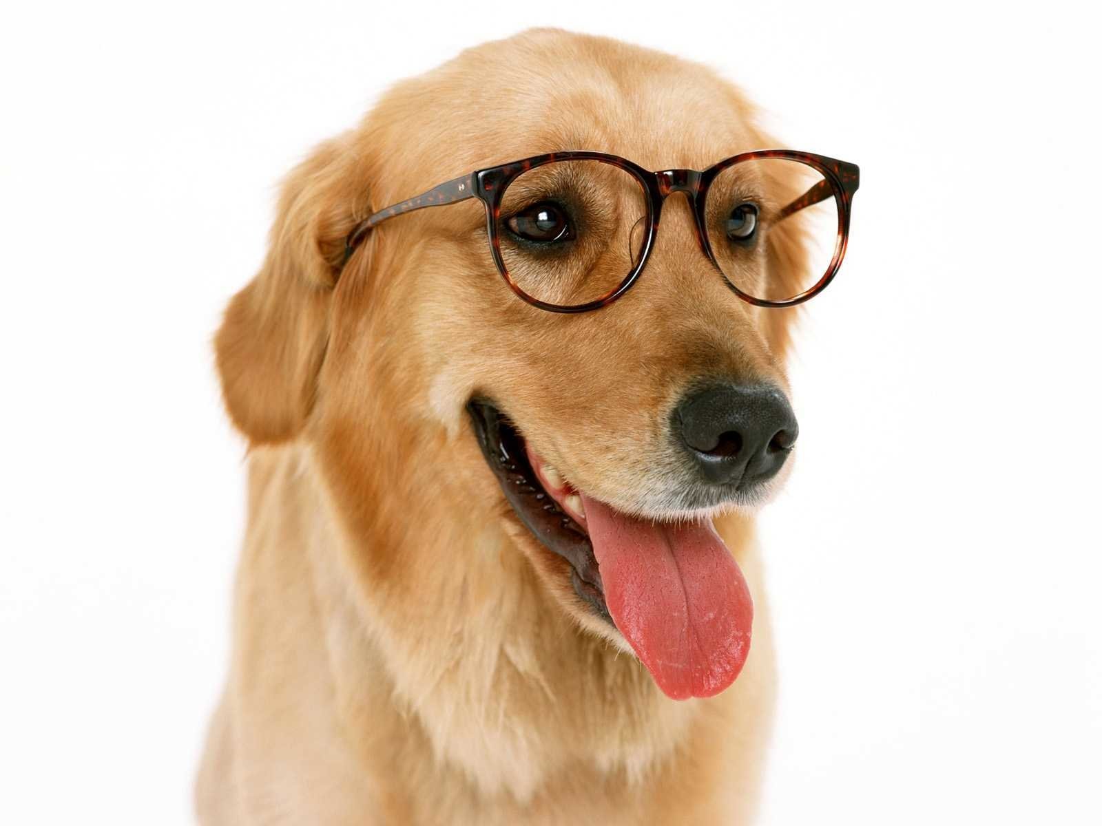 Dog wearing glasses Wallpaper and Background Imagex1200