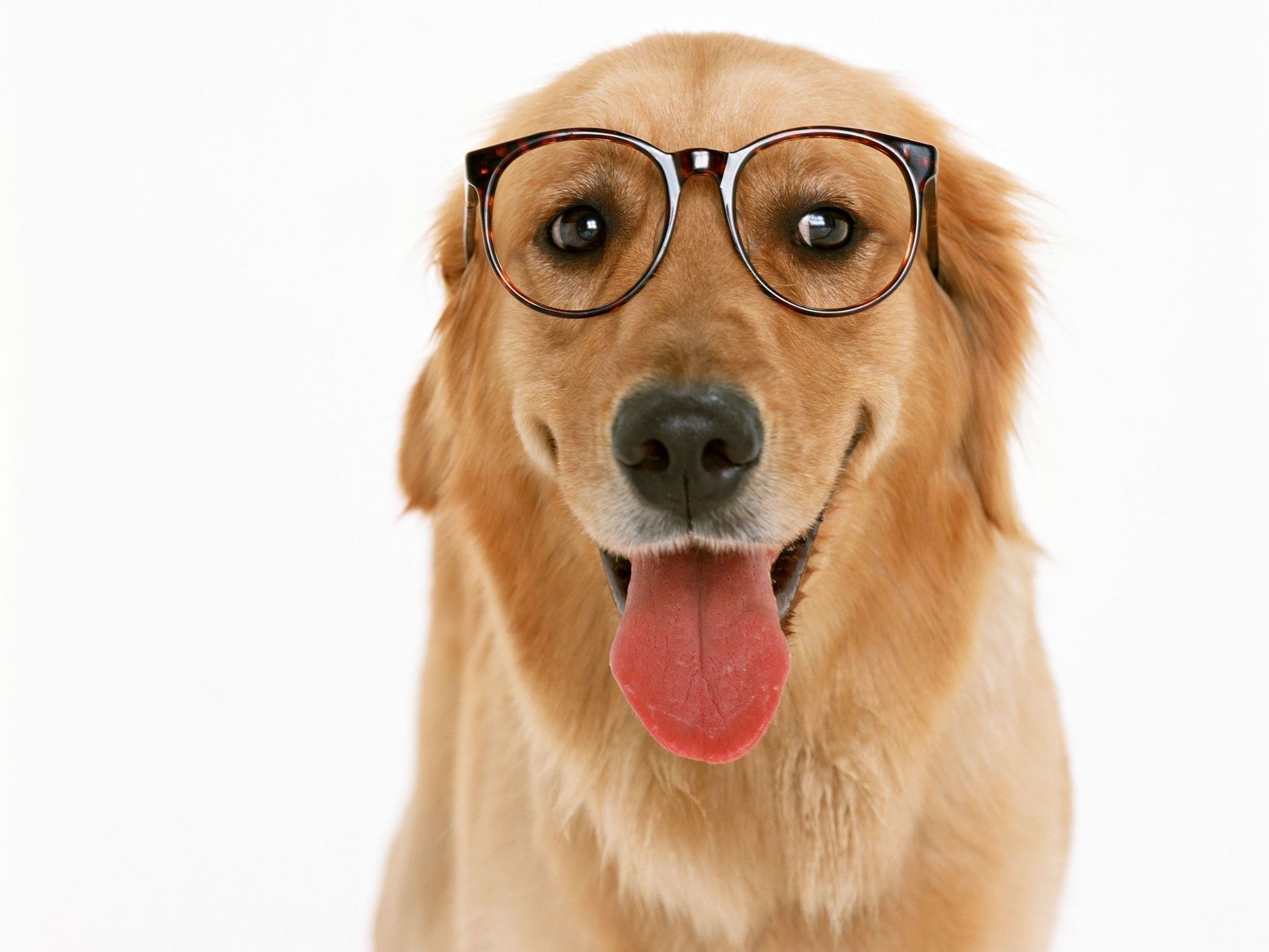 Dog with Glasses Wallpaper