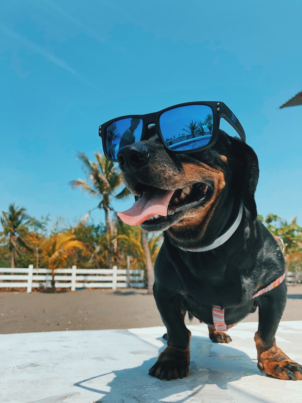 black white and brown long coated dog wearing black sunglasses photo