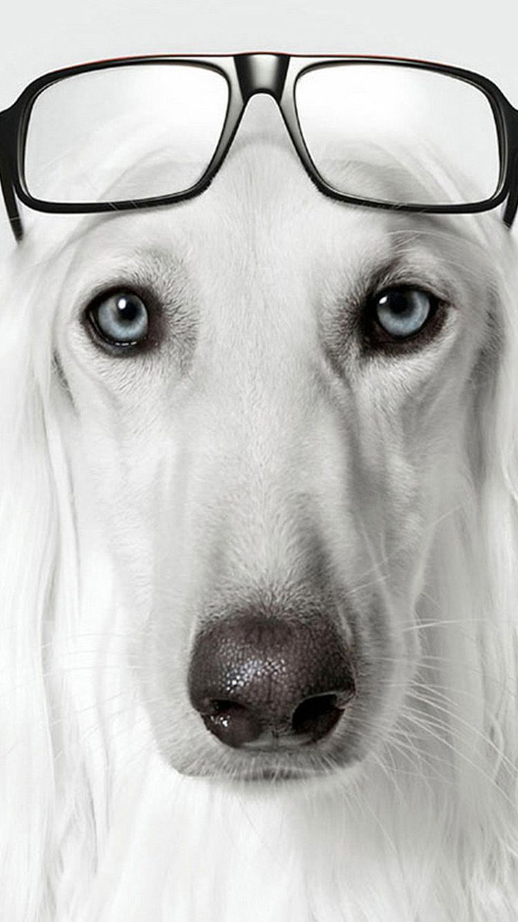 TAP AND GET THE FREE APP! Animals Funny Dog Glasses White Nerd HD iPhone 5 Wallpaper. Dog with glasses, Dogs, Pretty dogs