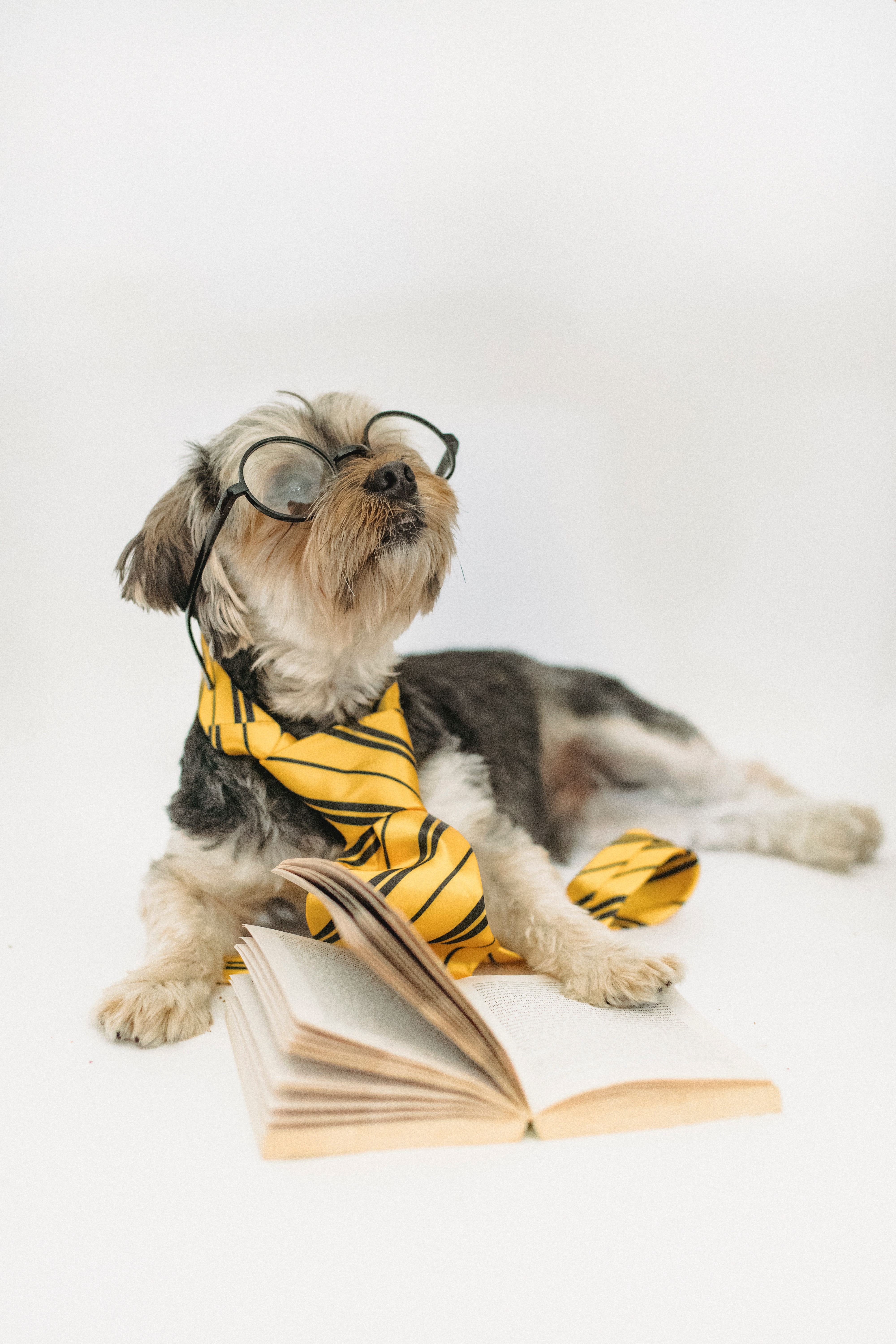 Funny puppy in eyeglasses with opened book · Free