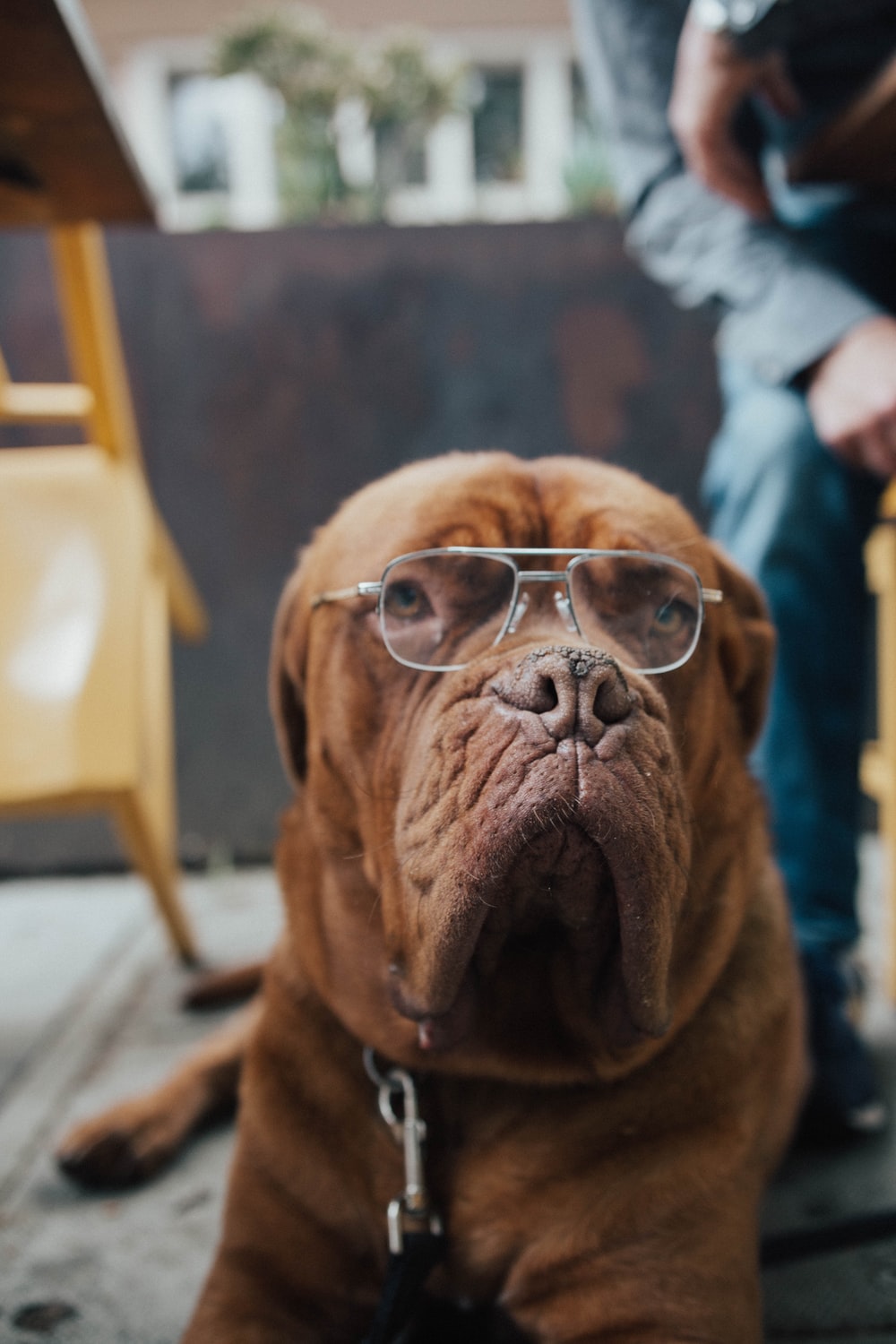 Dog In Glasses Picture. Download Free Image