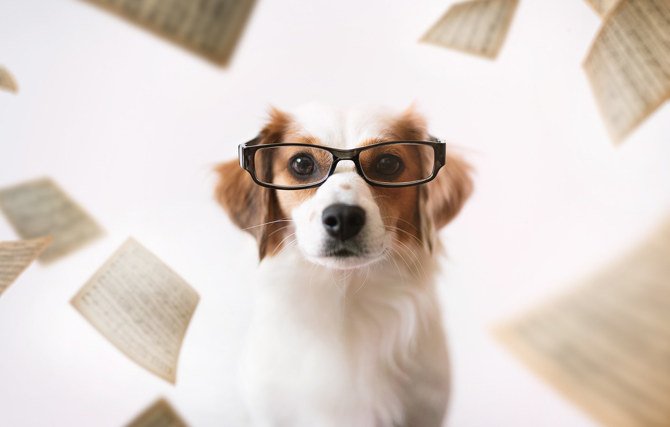 Wallpaper each, dog, glasses image for desktop, section собаки