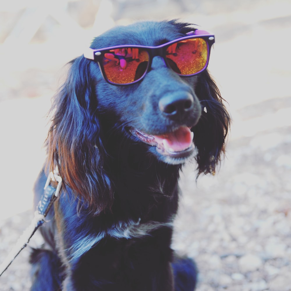 black white and brown long coated dog wearing black sunglasses photo