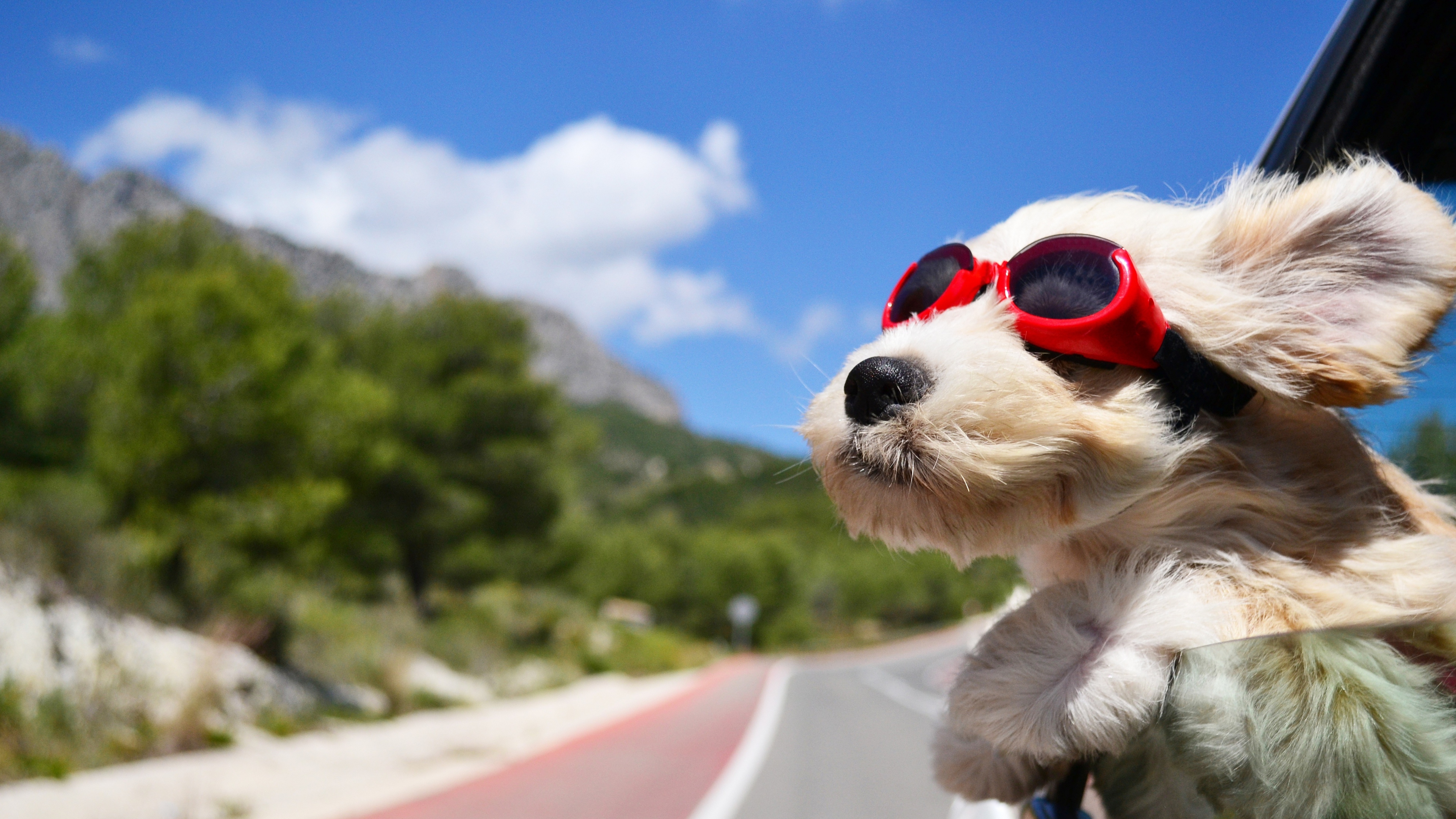 Wallpaper 4k Dog With Glasses 4k Wallpaper