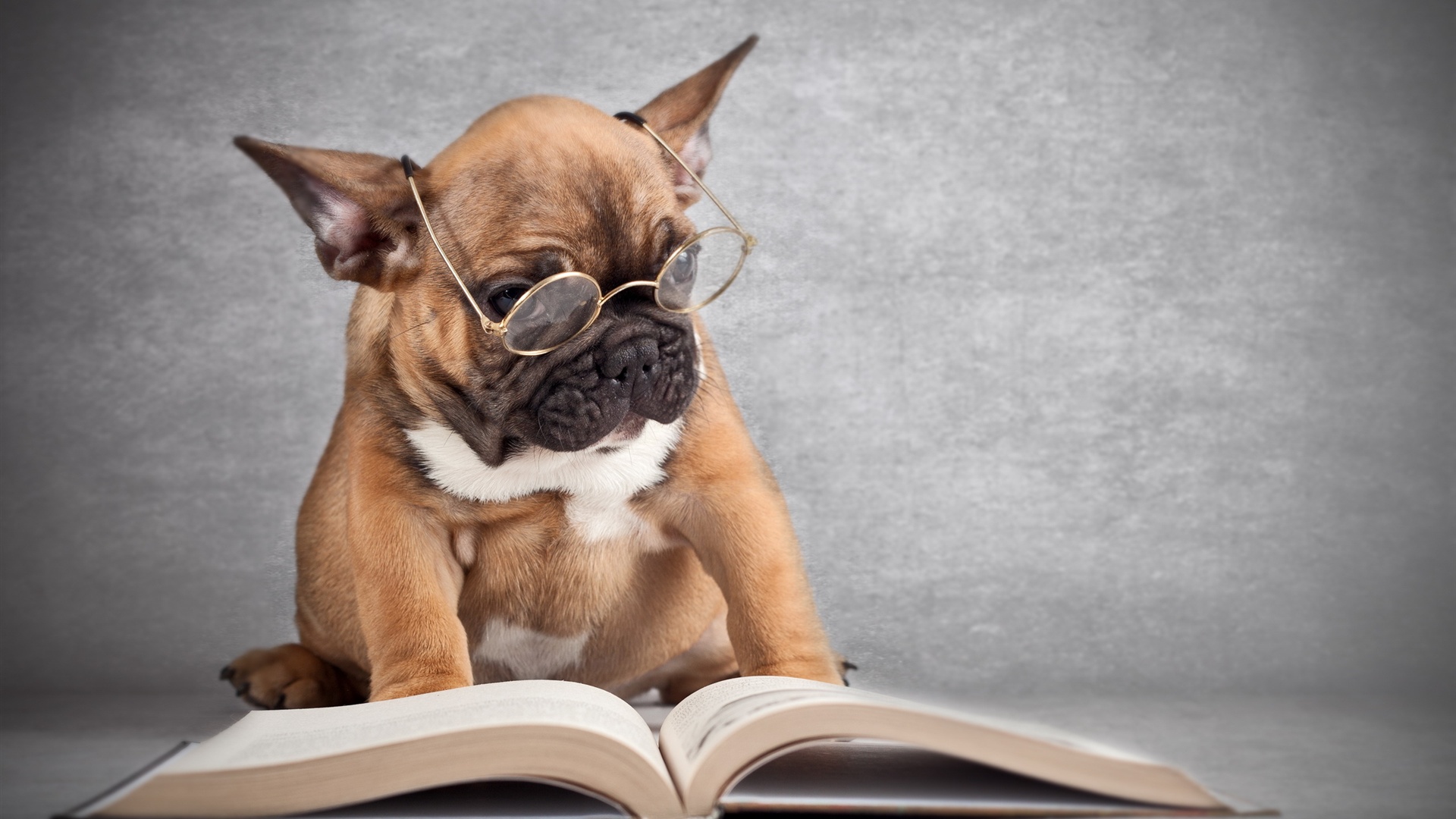 Dog with Glasses Wallpaper 40032 1920x1080px