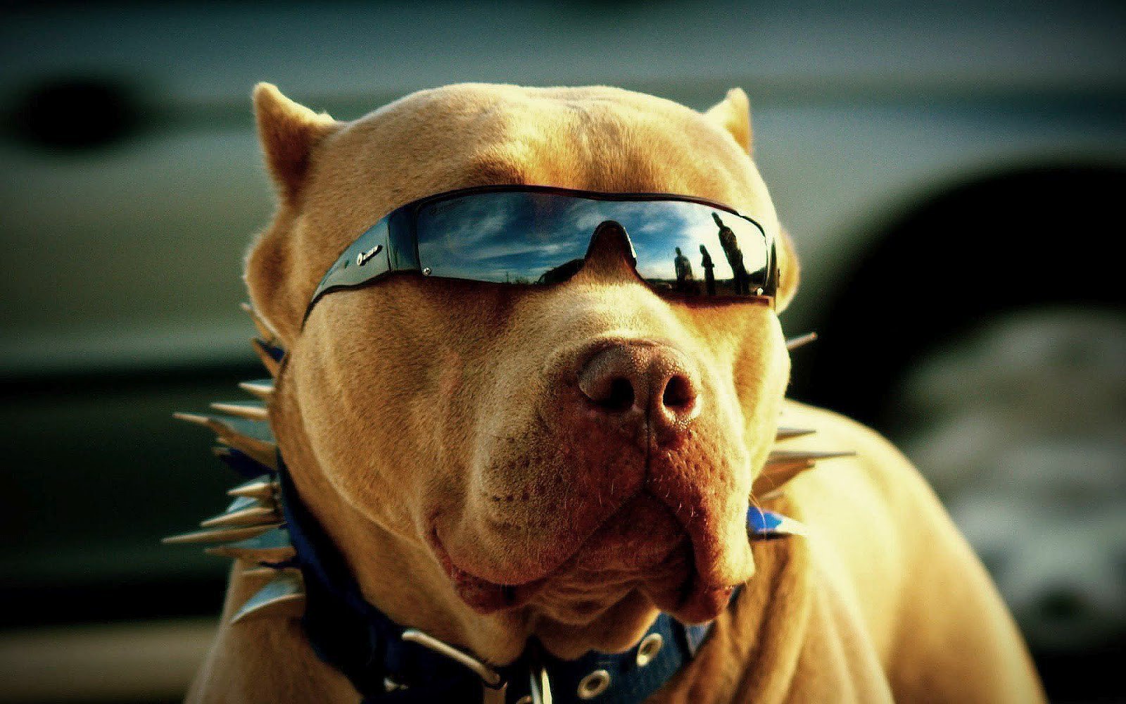 pitbull, dog, animals, glasses HD Wallpaper