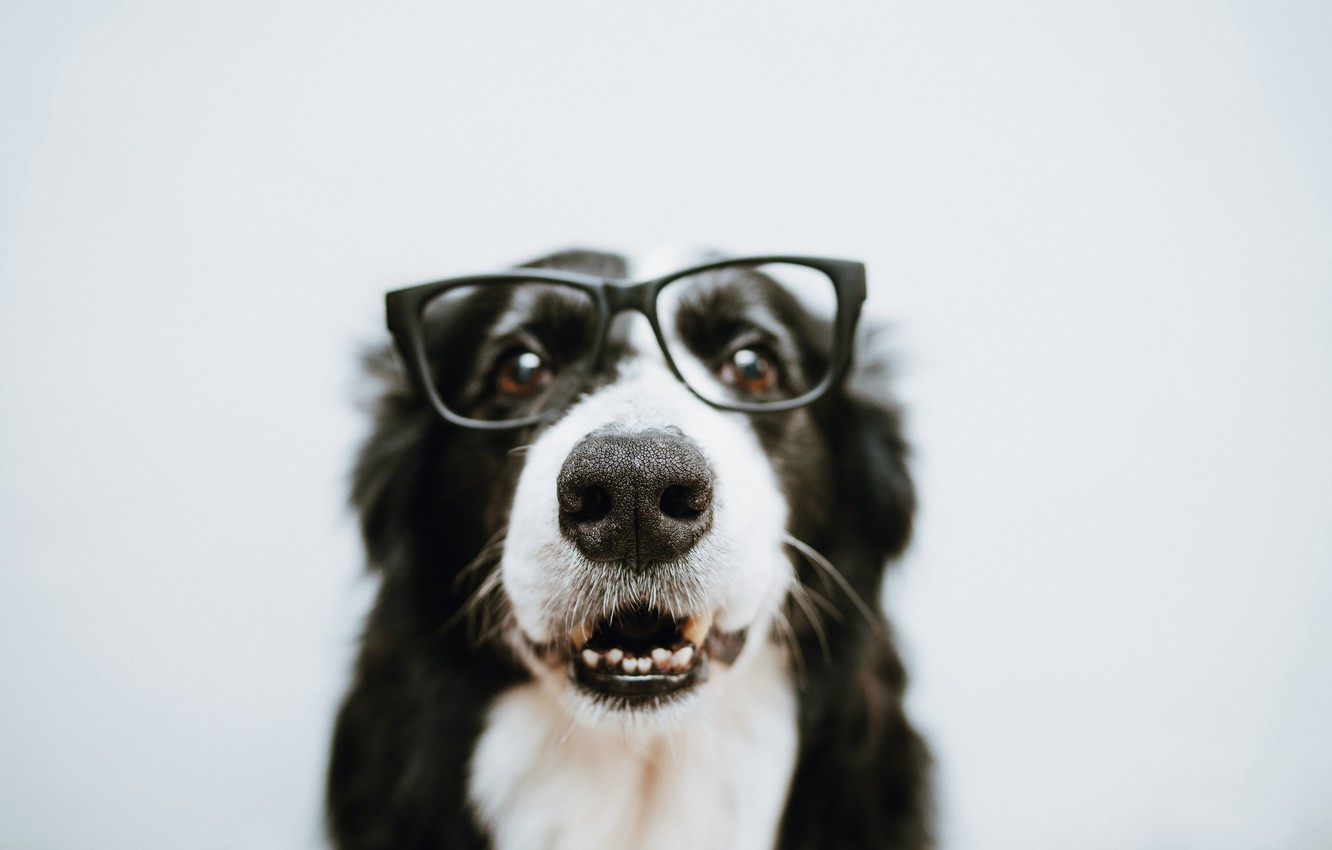 Wallpaper dog, wool, glasses image for desktop, section собаки