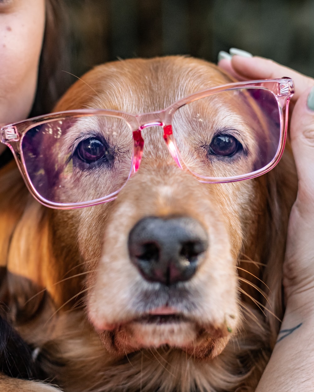 black white and brown long coated dog wearing black sunglasses photo