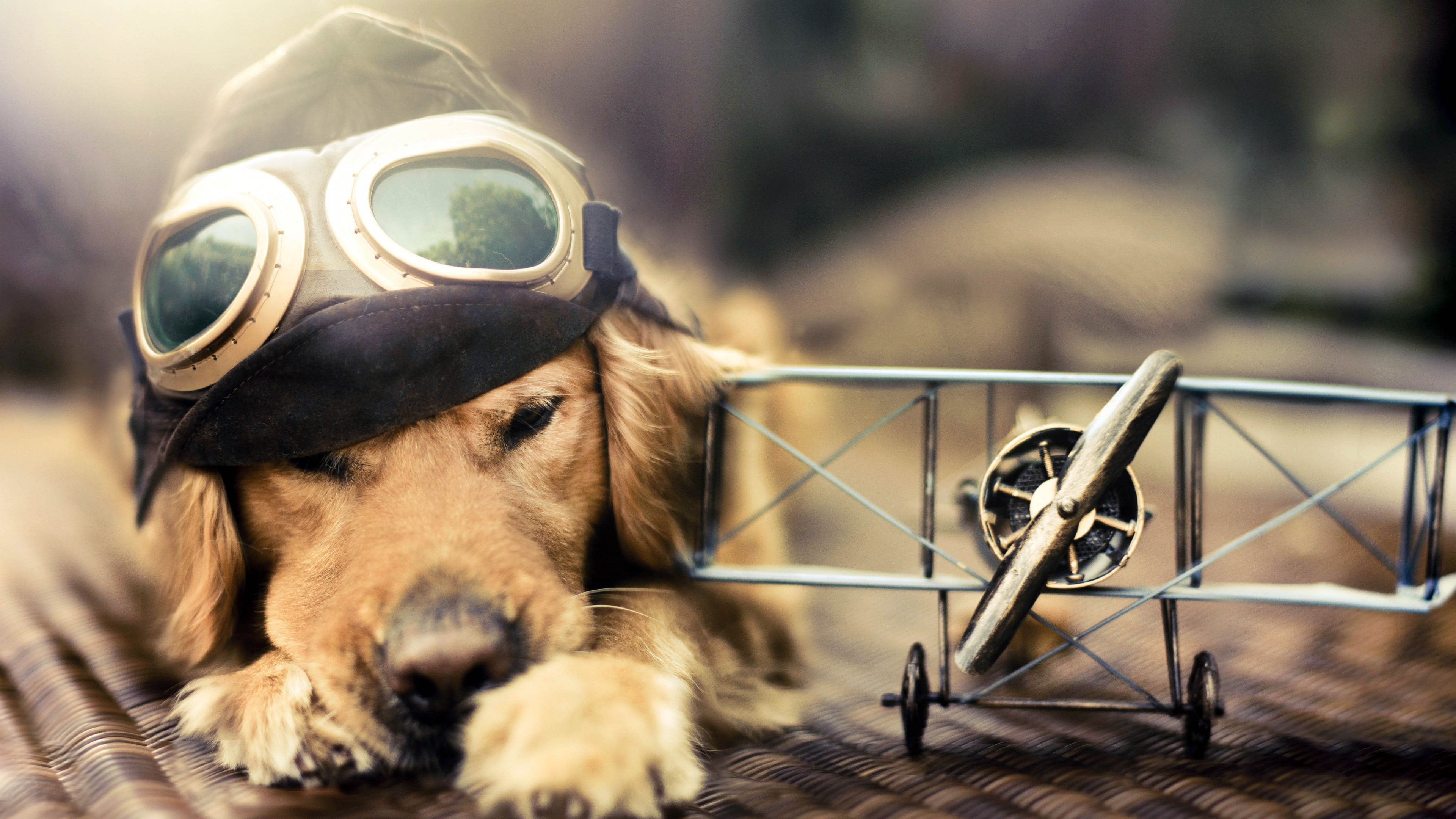 Desktop Wallpaper Puppy, Dog, Plane, Glasses, Pet Animal, HD Image, Picture, Background, Pxeoqj